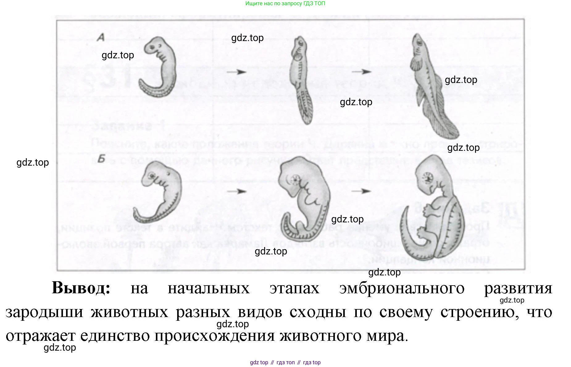 ГДЗ Биология, 9 класс рабочая тетрадь, автор: Сухова Тамара Сергеевна, издательство Просвещение, Москва, 2021, Часть 2, страница 5, номер 4, Решение (продолжение 2)
