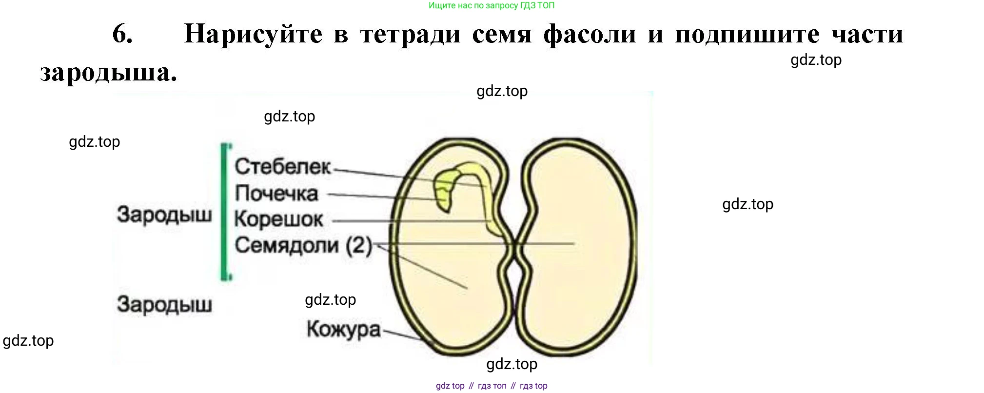 ГДЗ Биология, 9 класс рабочая тетрадь, автор: Сухова Тамара Сергеевна, издательство Просвещение, Москва, 2021, Часть 2, страница 22, номер 1, Решение (продолжение 3)