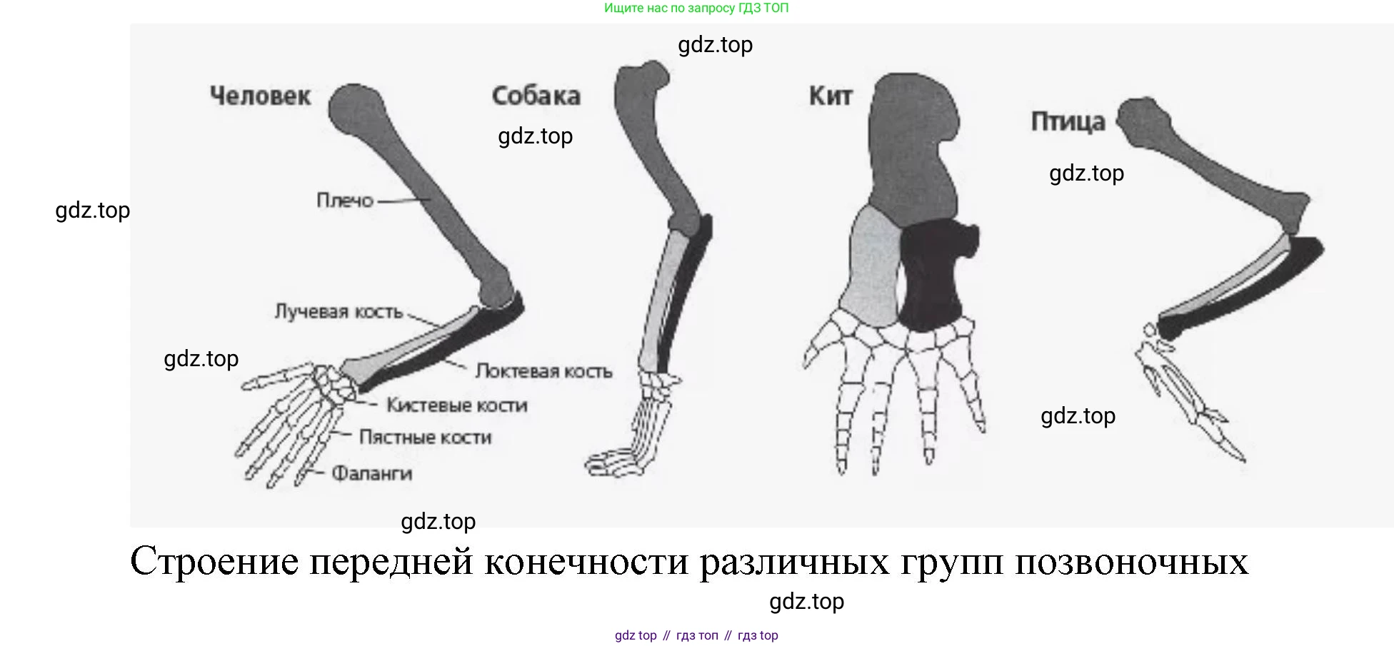 ГДЗ Биология, 9 класс рабочая тетрадь, автор: Сухова Тамара Сергеевна, издательство Просвещение, Москва, 2021, Часть 2, страница 27, номер 5, Решение (продолжение 4)