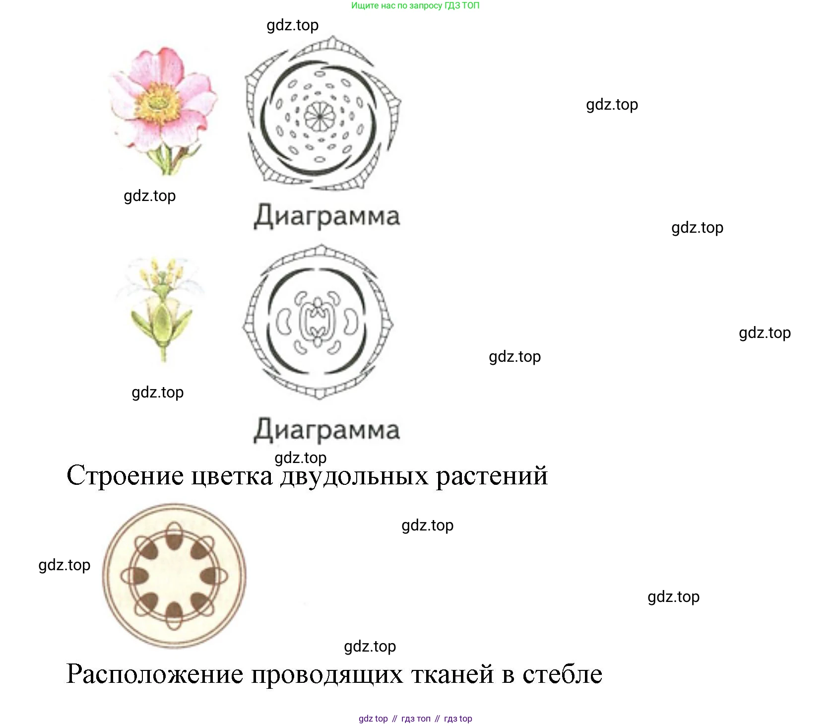 ГДЗ Биология, 9 класс рабочая тетрадь, автор: Сухова Тамара Сергеевна, издательство Просвещение, Москва, 2021, Часть 2, страница 44, номер 4, Решение (продолжение 2)