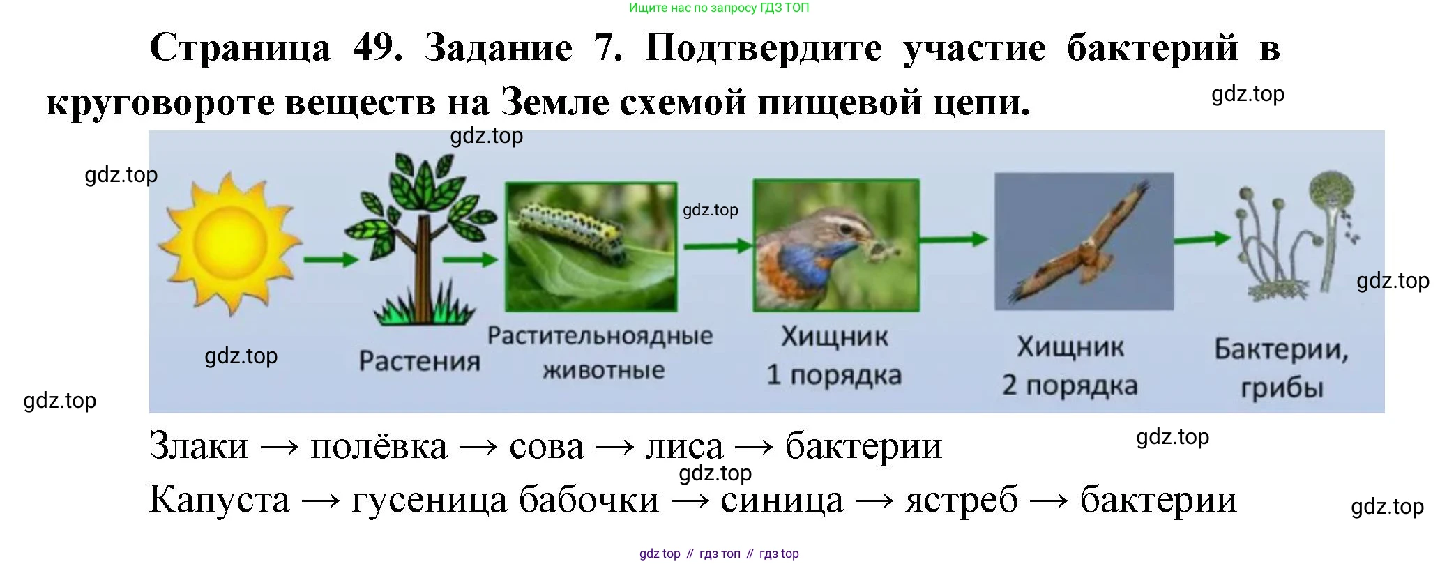 ГДЗ Биология, 9 класс рабочая тетрадь, автор: Сухова Тамара Сергеевна, издательство Просвещение, Москва, 2021, Часть 2, страница 49, номер 7, Решение