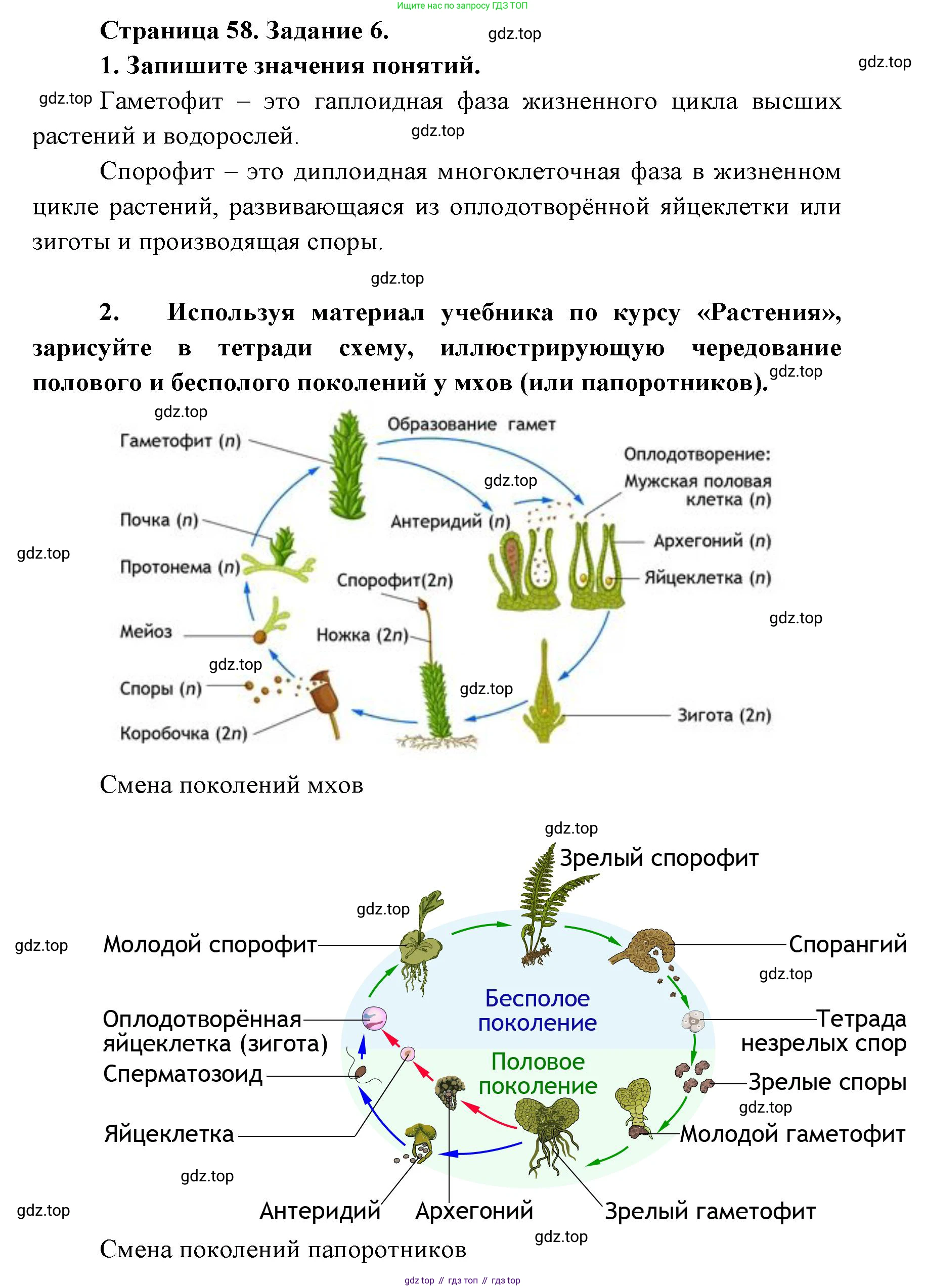 ГДЗ Биология, 9 класс рабочая тетрадь, автор: Сухова Тамара Сергеевна, издательство Просвещение, Москва, 2021, Часть 2, страница 58, номер 6, Решение