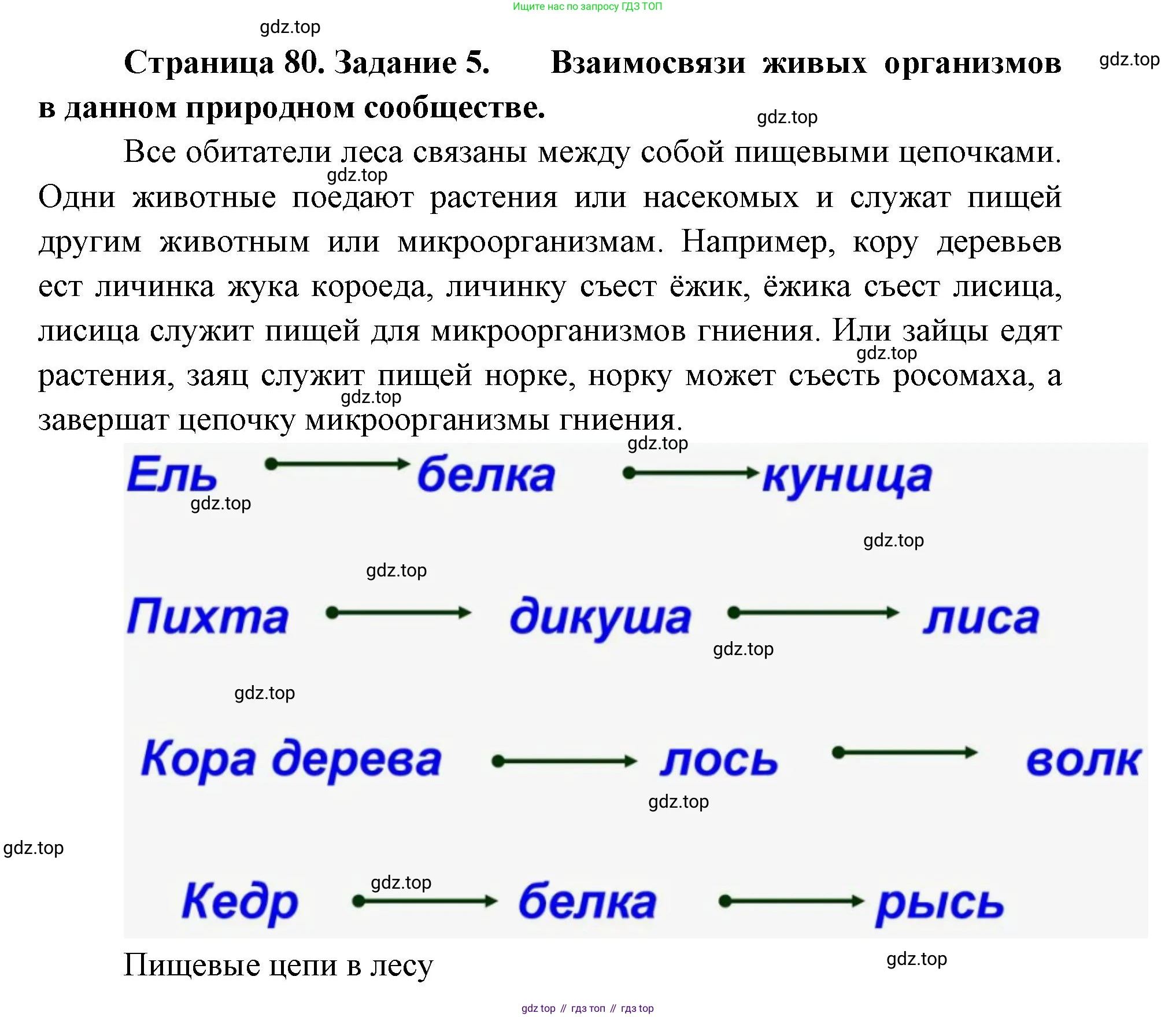 ГДЗ Биология, 9 класс рабочая тетрадь, автор: Сухова Тамара Сергеевна, издательство Просвещение, Москва, 2021, Часть 2, страница 80, номер 5, Решение