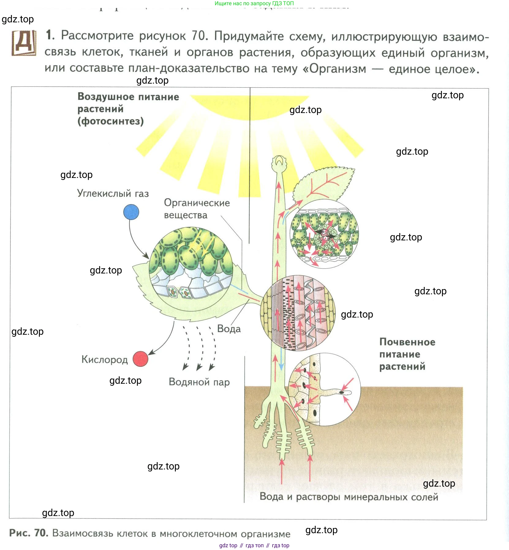 ГДЗ Биология, 9 класс Учебник, авторы: Сухова Тамара Сергеевна, Сарычева Наталия Юрьевна, Шаталова Светлана Петровна, Дмитриева Татьяна Андреевна, издательство Просвещение, Москва, 2021, страница 104, Условие