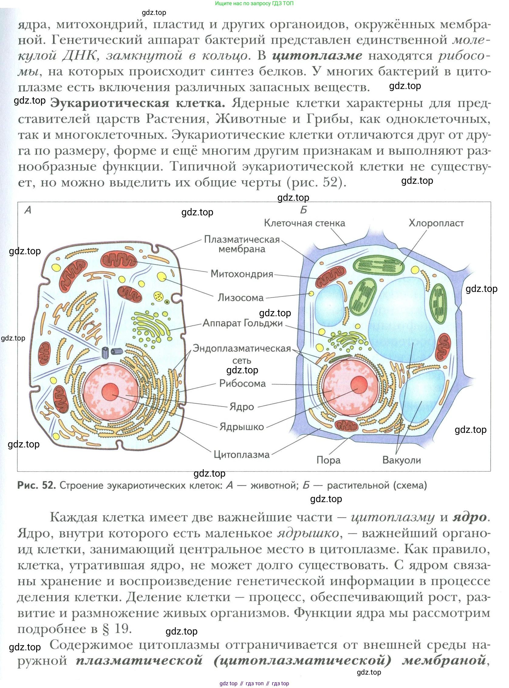 ГДЗ Биология, 9 класс Учебник, авторы: Сухова Тамара Сергеевна, Сарычева Наталия Юрьевна, Шаталова Светлана Петровна, Дмитриева Татьяна Андреевна, издательство Просвещение, Москва, 2021, страница 81, Условие