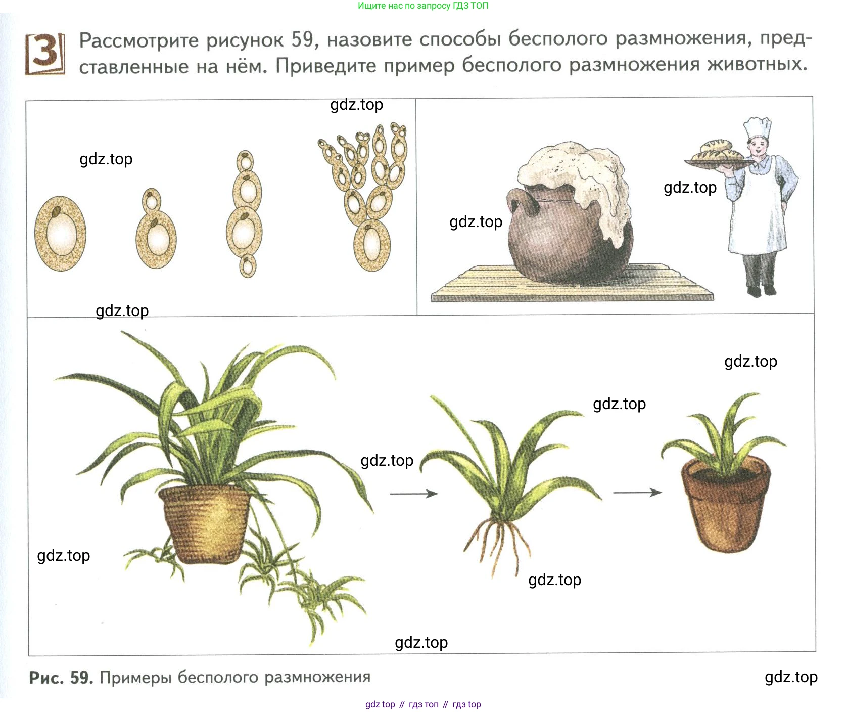ГДЗ Биология, 9 класс Учебник, авторы: Сухова Тамара Сергеевна, Сарычева Наталия Юрьевна, Шаталова Светлана Петровна, Дмитриева Татьяна Андреевна, издательство Просвещение, Москва, 2021, страница 91, Условие