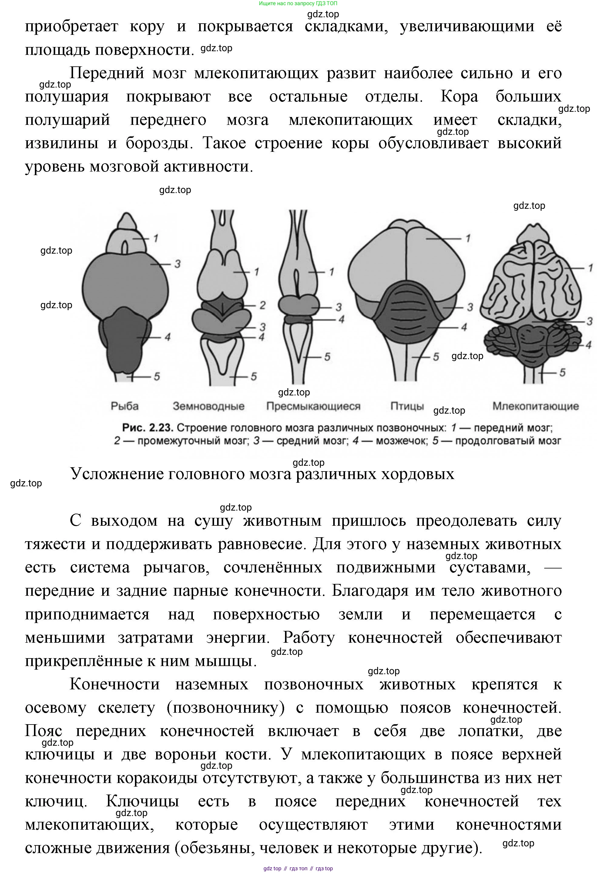 ГДЗ Биология, 9 класс Учебник, авторы: Сухова Тамара Сергеевна, Сарычева Наталия Юрьевна, Шаталова Светлана Петровна, Дмитриева Татьяна Андреевна, издательство Просвещение, Москва, 2021, страница 152, Решение (продолжение 2)