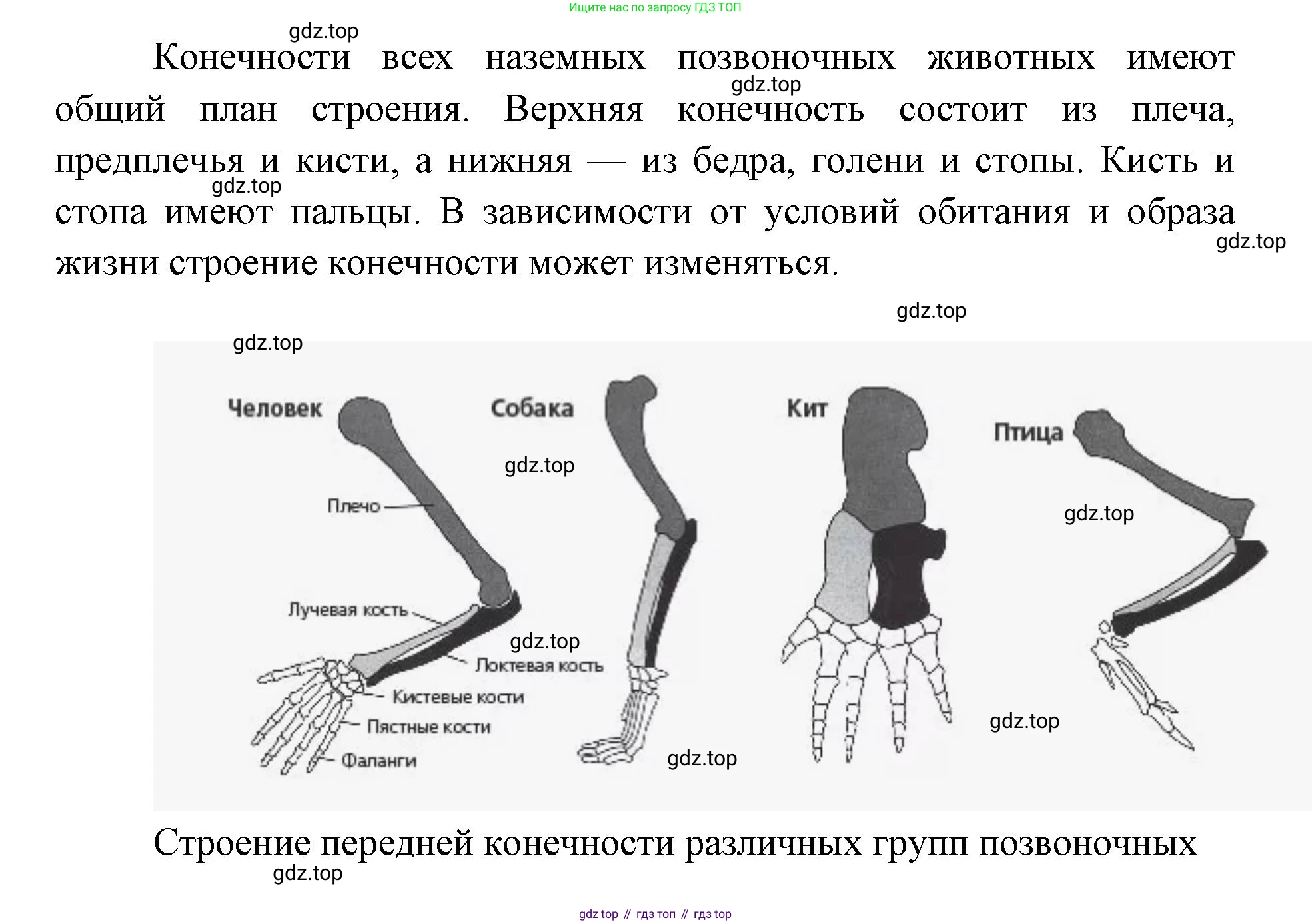ГДЗ Биология, 9 класс Учебник, авторы: Сухова Тамара Сергеевна, Сарычева Наталия Юрьевна, Шаталова Светлана Петровна, Дмитриева Татьяна Андреевна, издательство Просвещение, Москва, 2021, страница 152, Решение (продолжение 3)