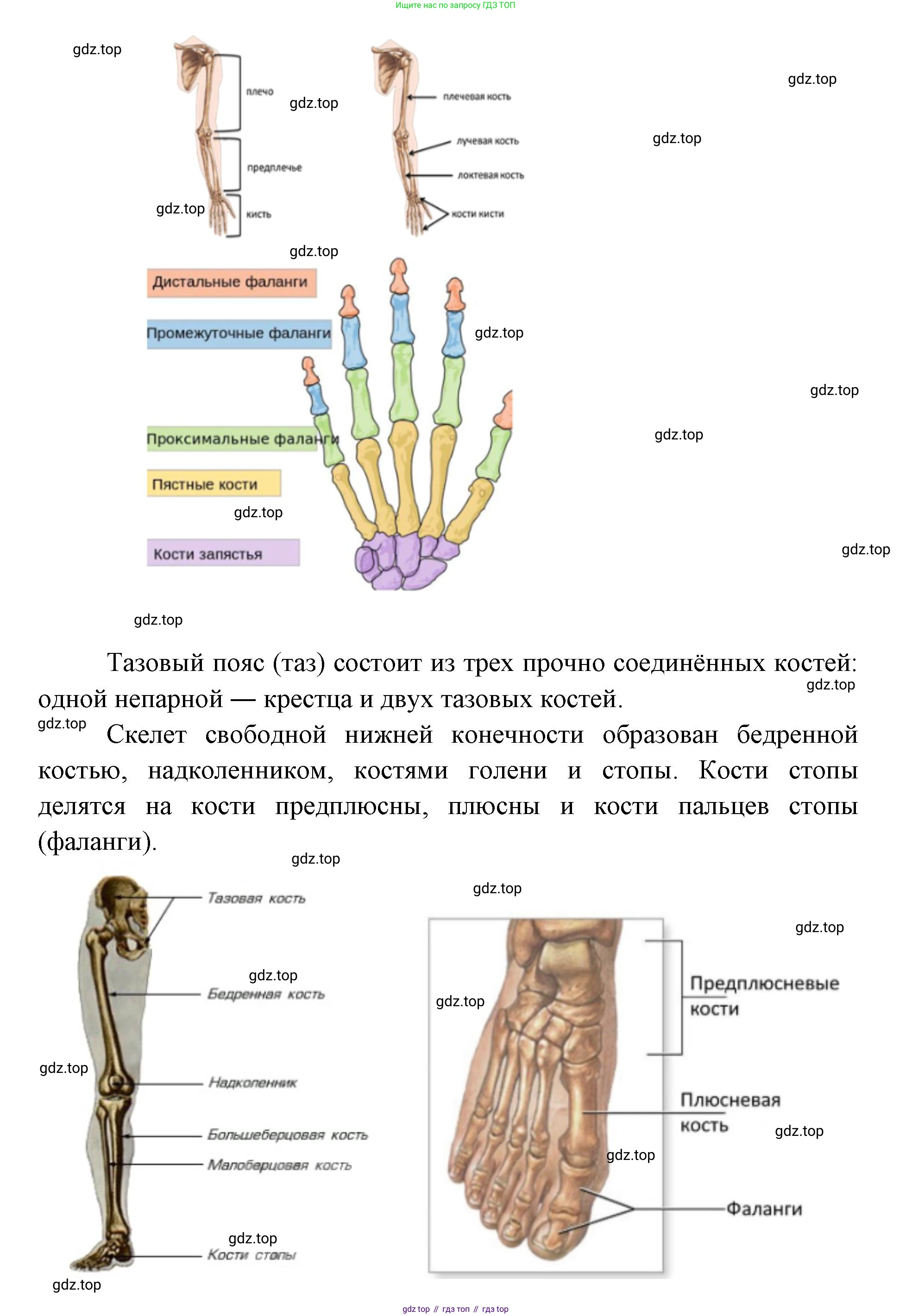 ГДЗ Биология, 9 класс Учебник, авторы: Сухова Тамара Сергеевна, Сарычева Наталия Юрьевна, Шаталова Светлана Петровна, Дмитриева Татьяна Андреевна, издательство Просвещение, Москва, 2021, страница 155, Решение (продолжение 4)