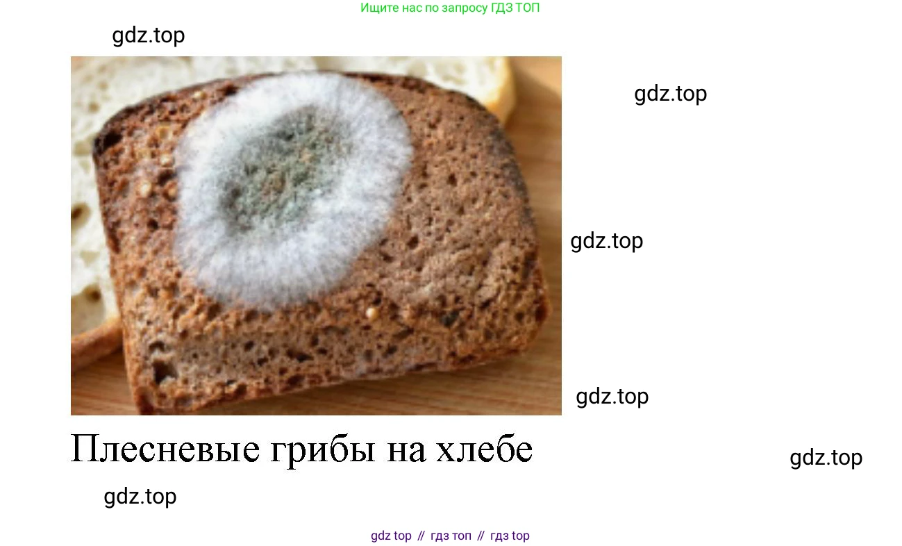 ГДЗ Биология, 9 класс Учебник, авторы: Сухова Тамара Сергеевна, Сарычева Наталия Юрьевна, Шаталова Светлана Петровна, Дмитриева Татьяна Андреевна, издательство Просвещение, Москва, 2021, страница 178, Решение (продолжение 2)
