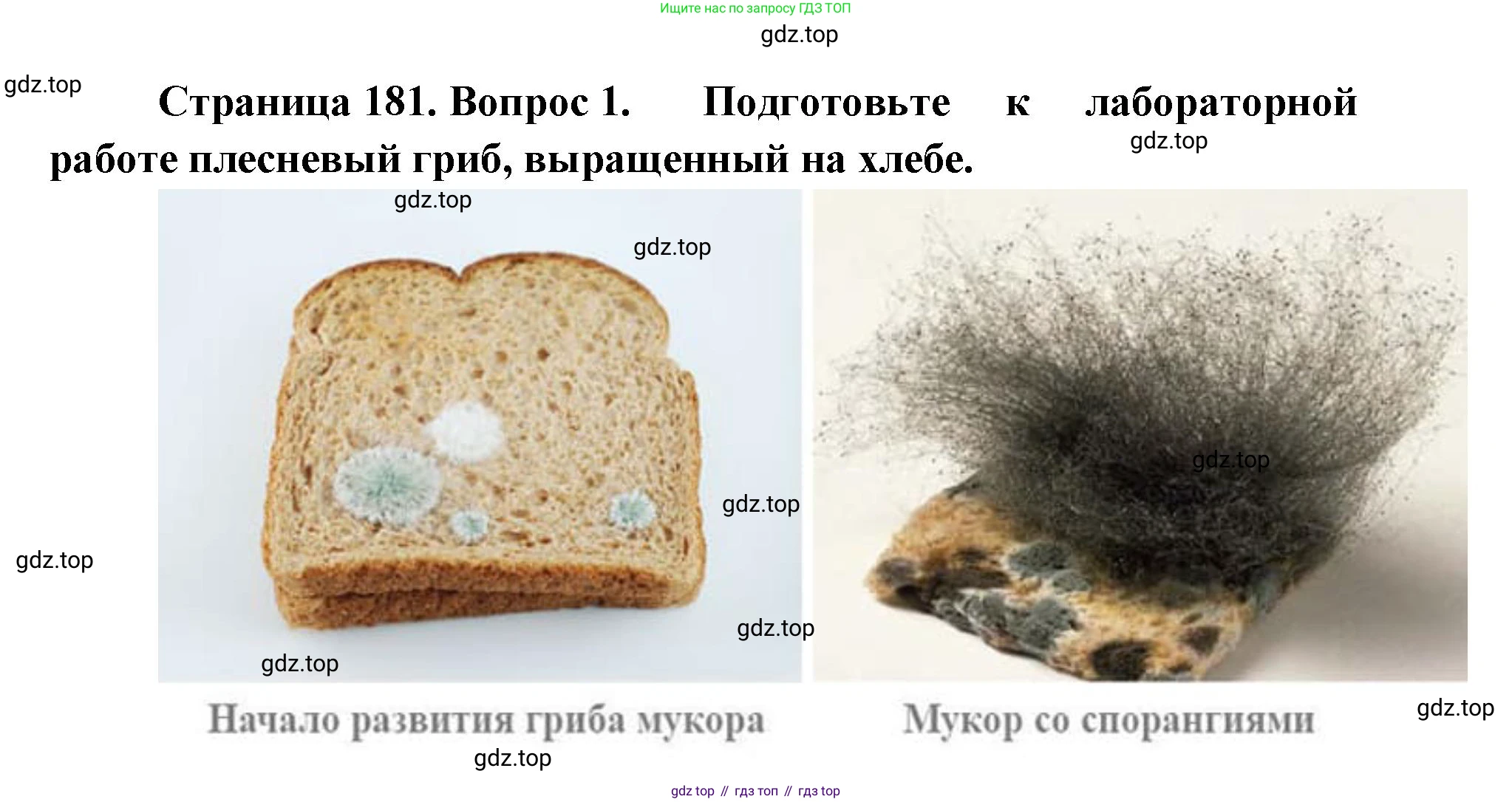 ГДЗ Биология, 9 класс Учебник, авторы: Сухова Тамара Сергеевна, Сарычева Наталия Юрьевна, Шаталова Светлана Петровна, Дмитриева Татьяна Андреевна, издательство Просвещение, Москва, 2021, страница 181, Решение