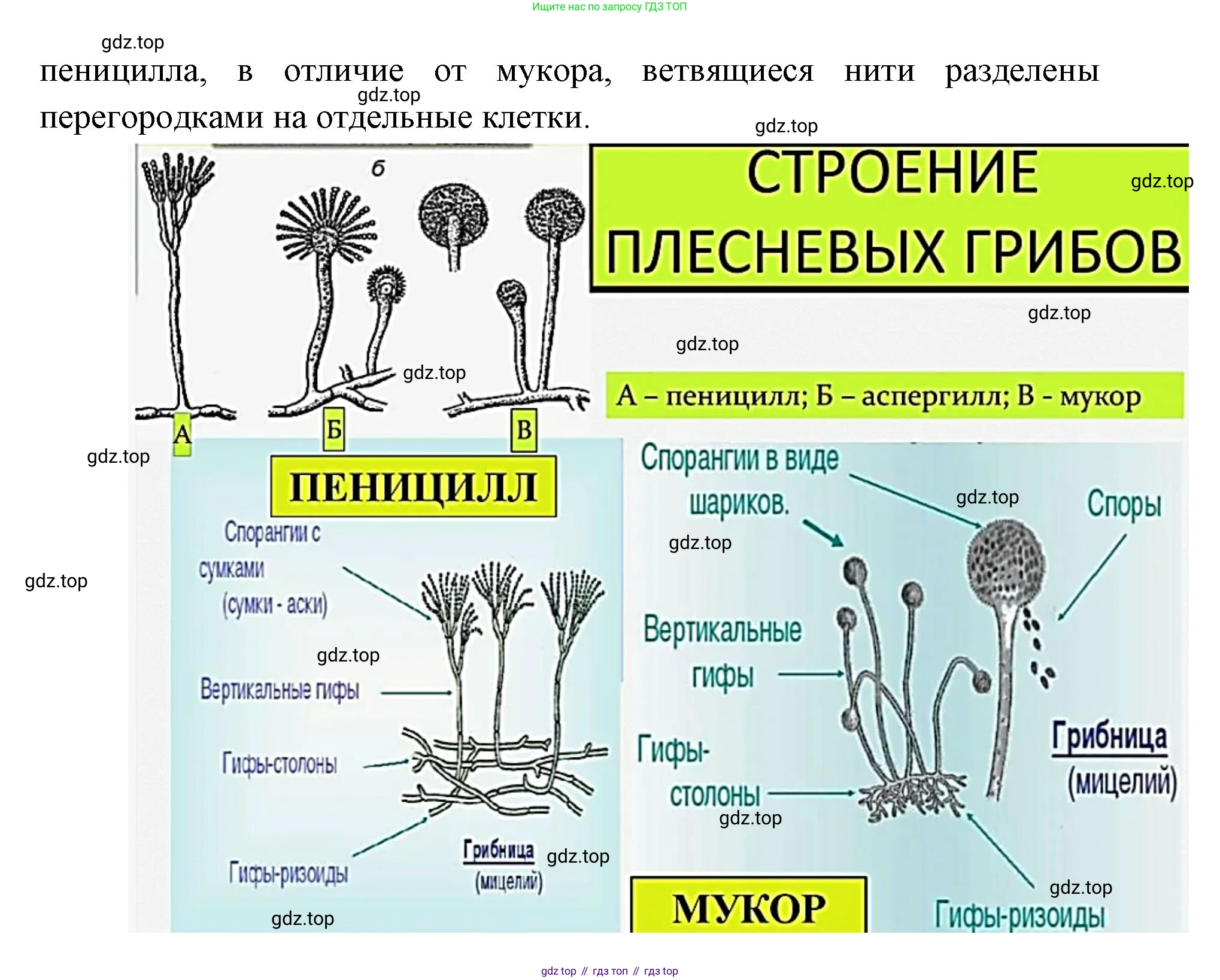 ГДЗ Биология, 9 класс Учебник, авторы: Сухова Тамара Сергеевна, Сарычева Наталия Юрьевна, Шаталова Светлана Петровна, Дмитриева Татьяна Андреевна, издательство Просвещение, Москва, 2021, страница 181, Решение (продолжение 3)