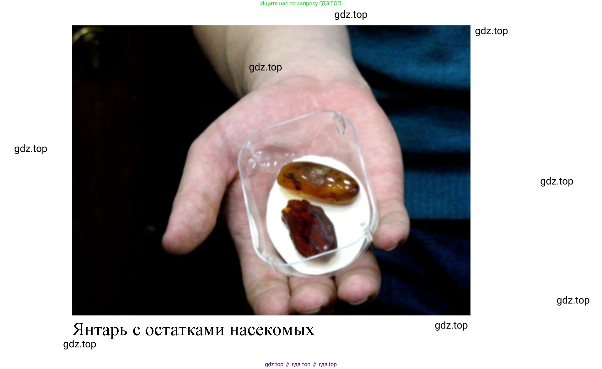ГДЗ Биология, 9 класс Учебник, авторы: Сухова Тамара Сергеевна, Сарычева Наталия Юрьевна, Шаталова Светлана Петровна, Дмитриева Татьяна Андреевна, издательство Просвещение, Москва, 2021, страница 23, Решение (продолжение 4)