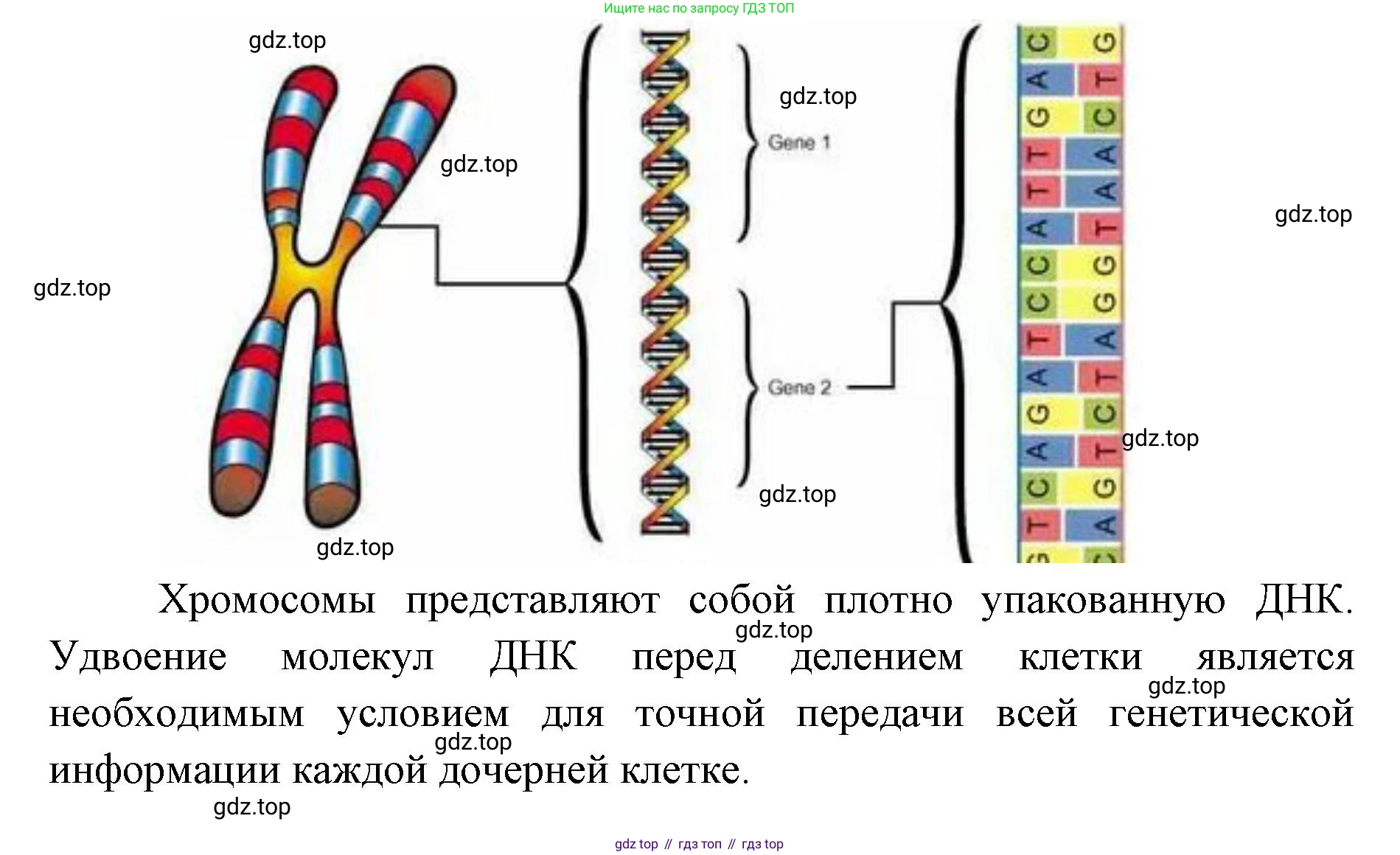 ГДЗ Биология, 9 класс Учебник, авторы: Сухова Тамара Сергеевна, Сарычева Наталия Юрьевна, Шаталова Светлана Петровна, Дмитриева Татьяна Андреевна, издательство Просвещение, Москва, 2021, страница 78, Решение (продолжение 3)