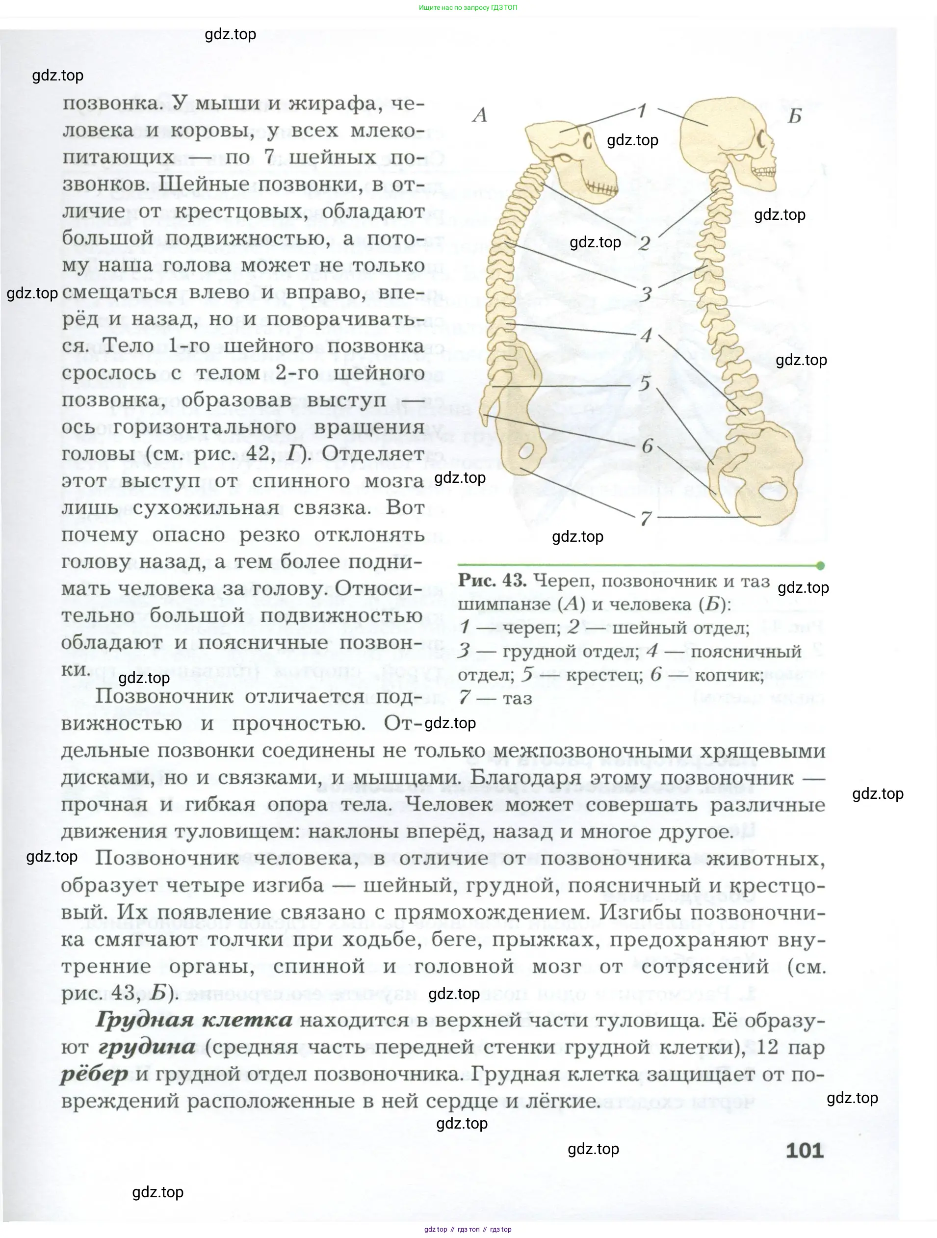 Биология, 9 класс Учебник, авторы: Драгомилов Александр Григорьевич, Маш Реми Давидович, издательство Просвещение, Москва, 2021, коричневого цвета, страница 101