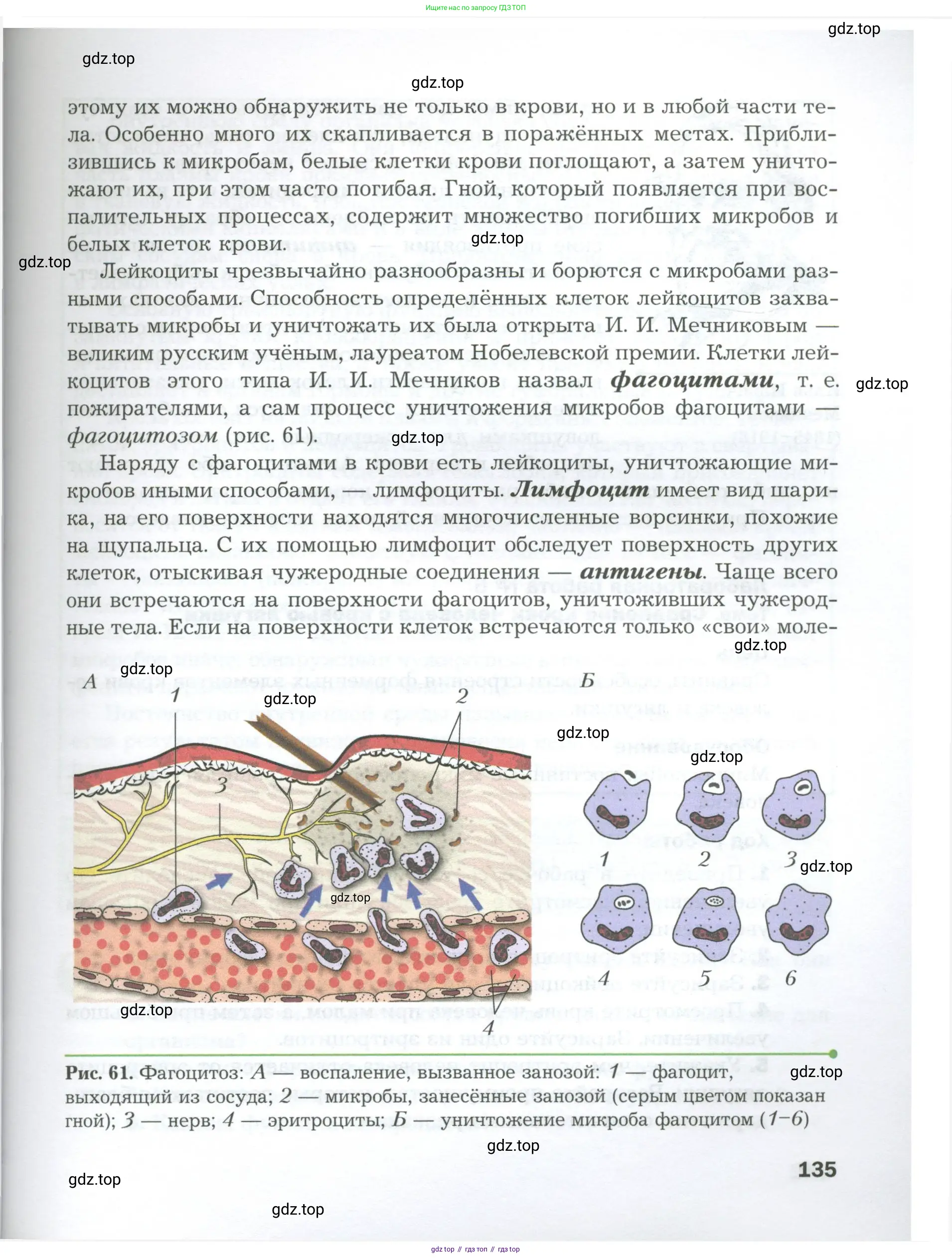 Биология, 9 класс Учебник, авторы: Драгомилов Александр Григорьевич, Маш Реми Давидович, издательство Просвещение, Москва, 2021, коричневого цвета, страница 135