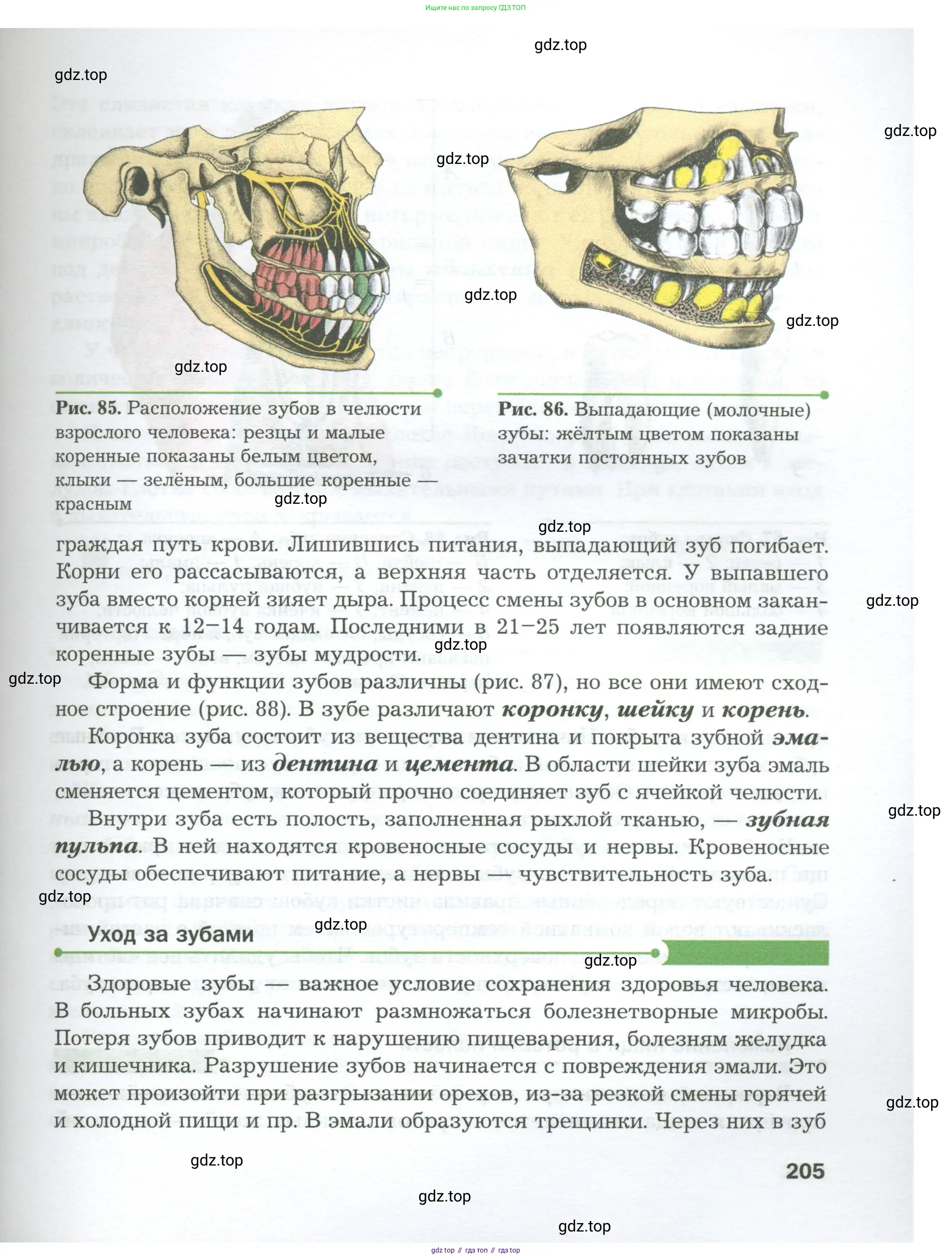 Биология, 9 класс Учебник, авторы: Драгомилов Александр Григорьевич, Маш Реми Давидович, издательство Просвещение, Москва, 2021, коричневого цвета, страница 205