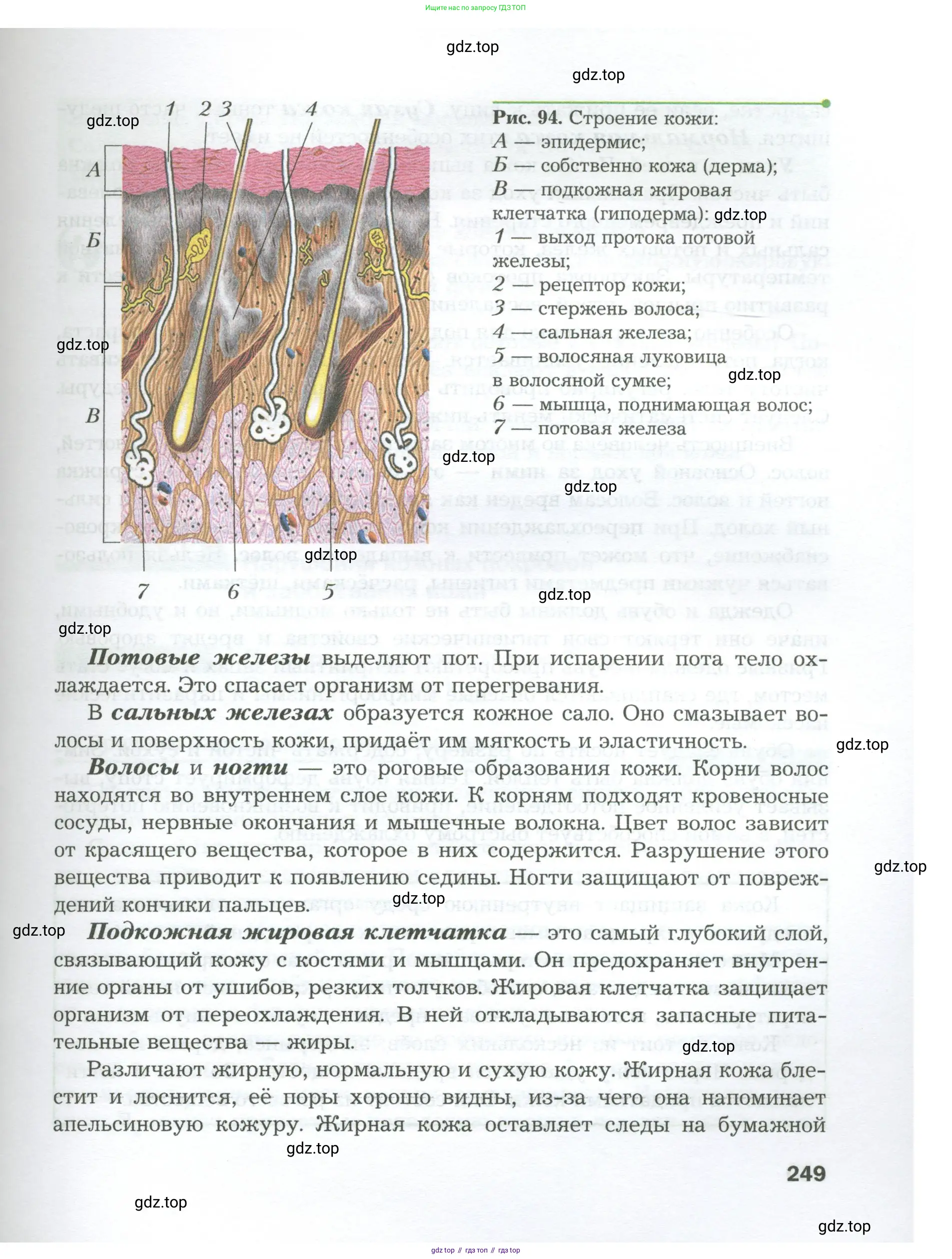 Биология, 9 класс Учебник, авторы: Драгомилов Александр Григорьевич, Маш Реми Давидович, издательство Просвещение, Москва, 2021, коричневого цвета, страница 249