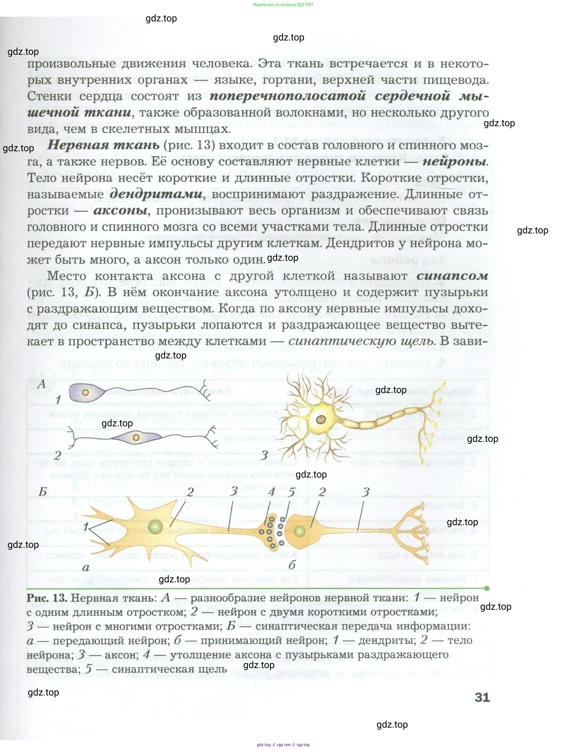 Биология, 9 класс Учебник, авторы: Драгомилов Александр Григорьевич, Маш Реми Давидович, издательство Просвещение, Москва, 2021, коричневого цвета, страница 31