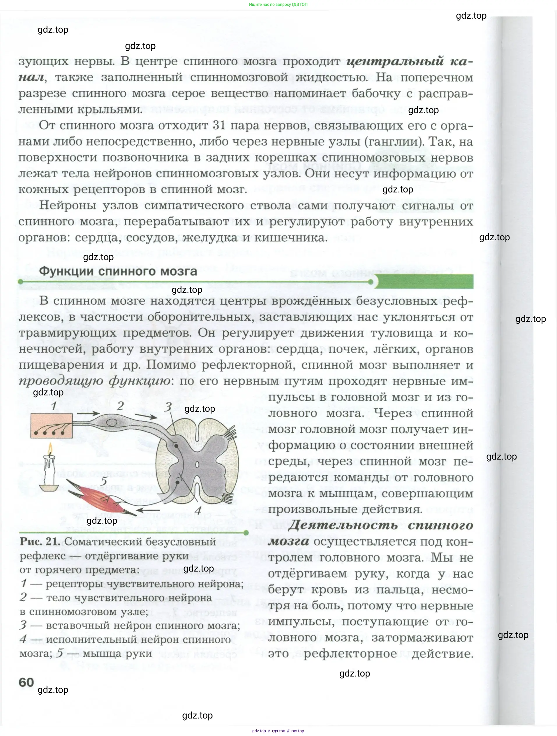 Биология, 9 класс Учебник, авторы: Драгомилов Александр Григорьевич, Маш Реми Давидович, издательство Просвещение, Москва, 2021, коричневого цвета, страница 60