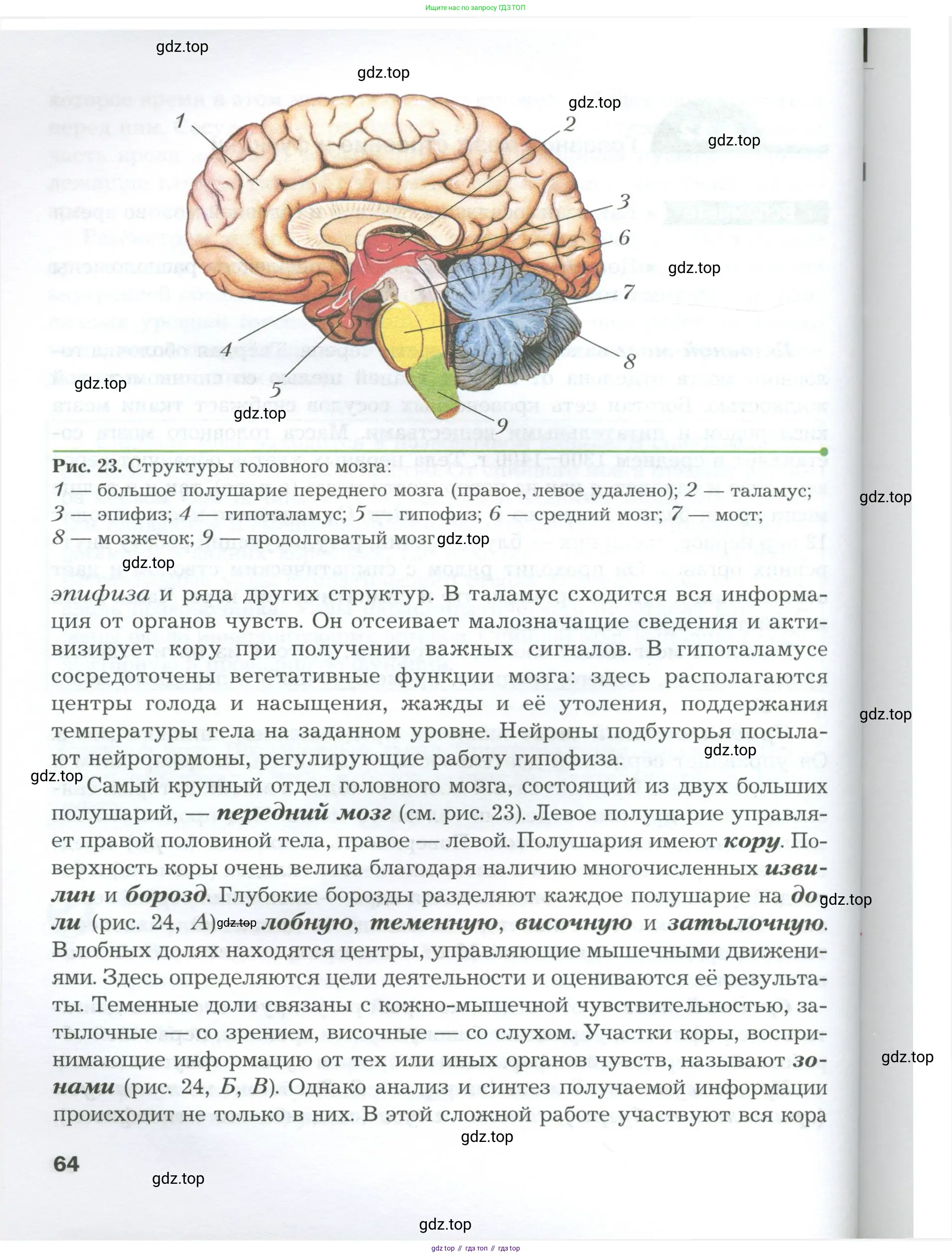 Биология, 9 класс Учебник, авторы: Драгомилов Александр Григорьевич, Маш Реми Давидович, издательство Просвещение, Москва, 2021, коричневого цвета, страница 64