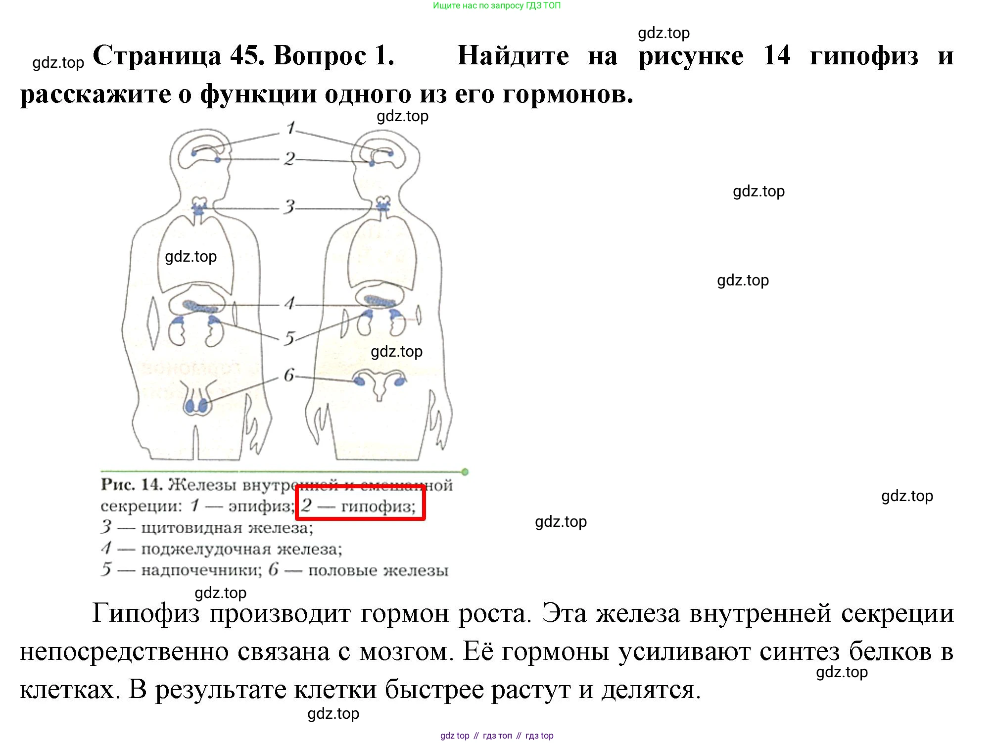 Биология, 9 класс Учебник, авторы: Драгомилов Александр Григорьевич, Маш Реми Давидович, издательство Просвещение, Москва, 2021, коричневого цвета, страница 45, номер 1, Решение