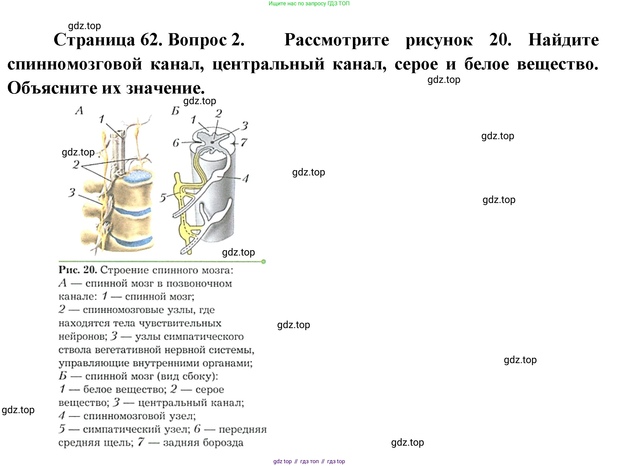 Биология, 9 класс Учебник, авторы: Драгомилов Александр Григорьевич, Маш Реми Давидович, издательство Просвещение, Москва, 2021, коричневого цвета, страница 62, номер 2, Решение