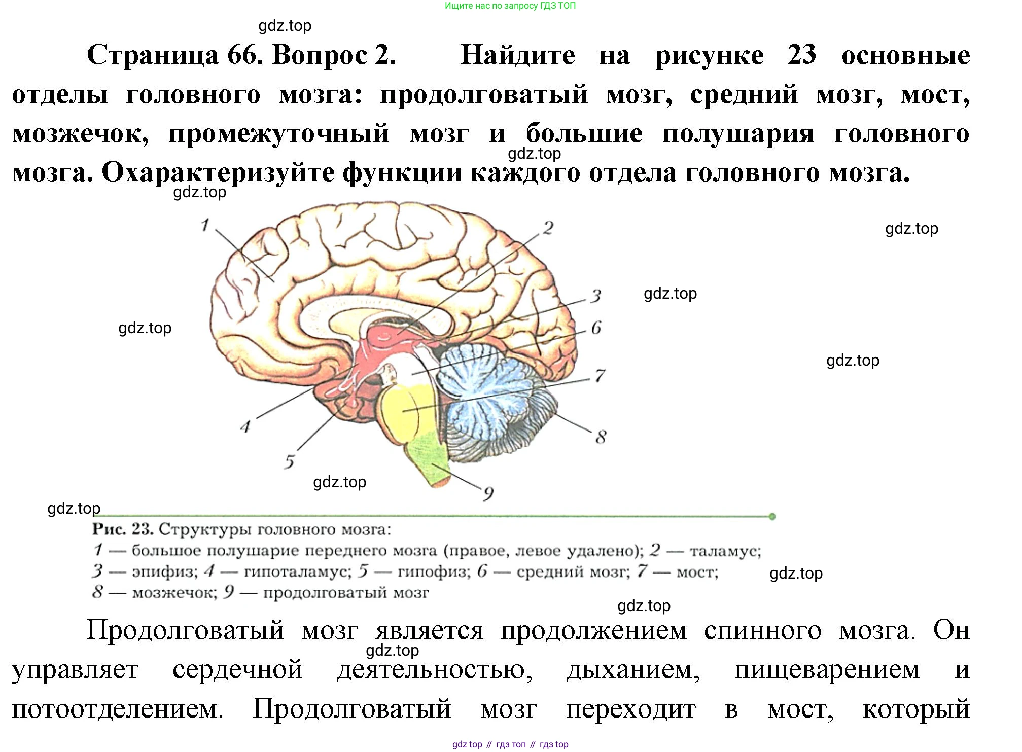 Биология, 9 класс Учебник, авторы: Драгомилов Александр Григорьевич, Маш Реми Давидович, издательство Просвещение, Москва, 2021, коричневого цвета, страница 66, номер 2, Решение