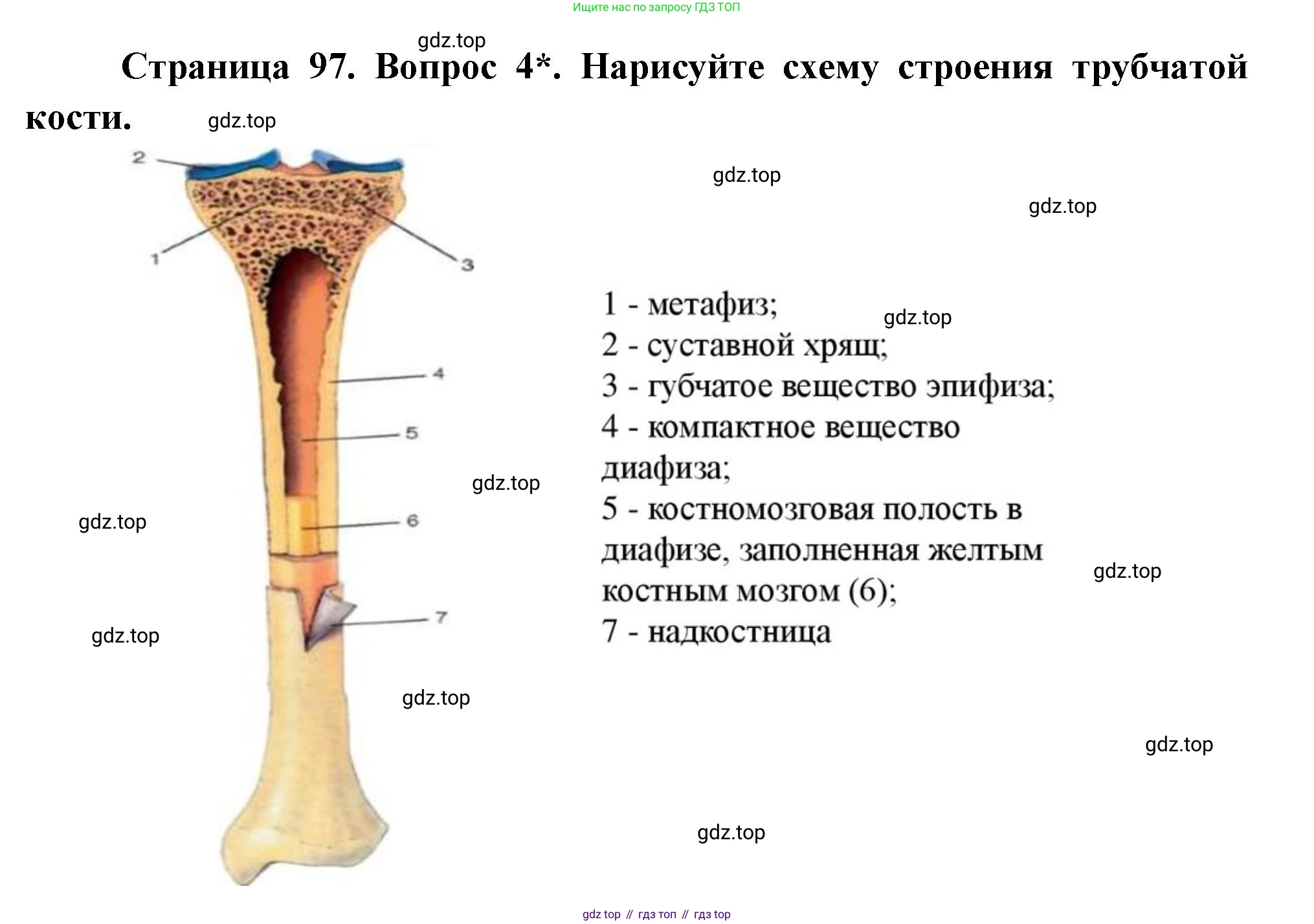 Биология, 9 класс Учебник, авторы: Драгомилов Александр Григорьевич, Маш Реми Давидович, издательство Просвещение, Москва, 2021, коричневого цвета, страница 97, номер 4, Решение