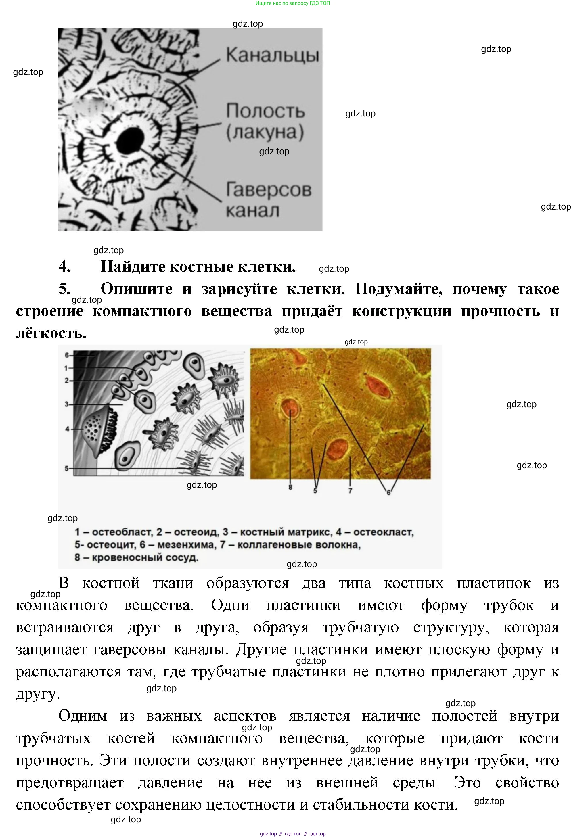 Биология, 9 класс Учебник, авторы: Драгомилов Александр Григорьевич, Маш Реми Давидович, издательство Просвещение, Москва, 2021, коричневого цвета, страница 94, Решение (продолжение 2)
