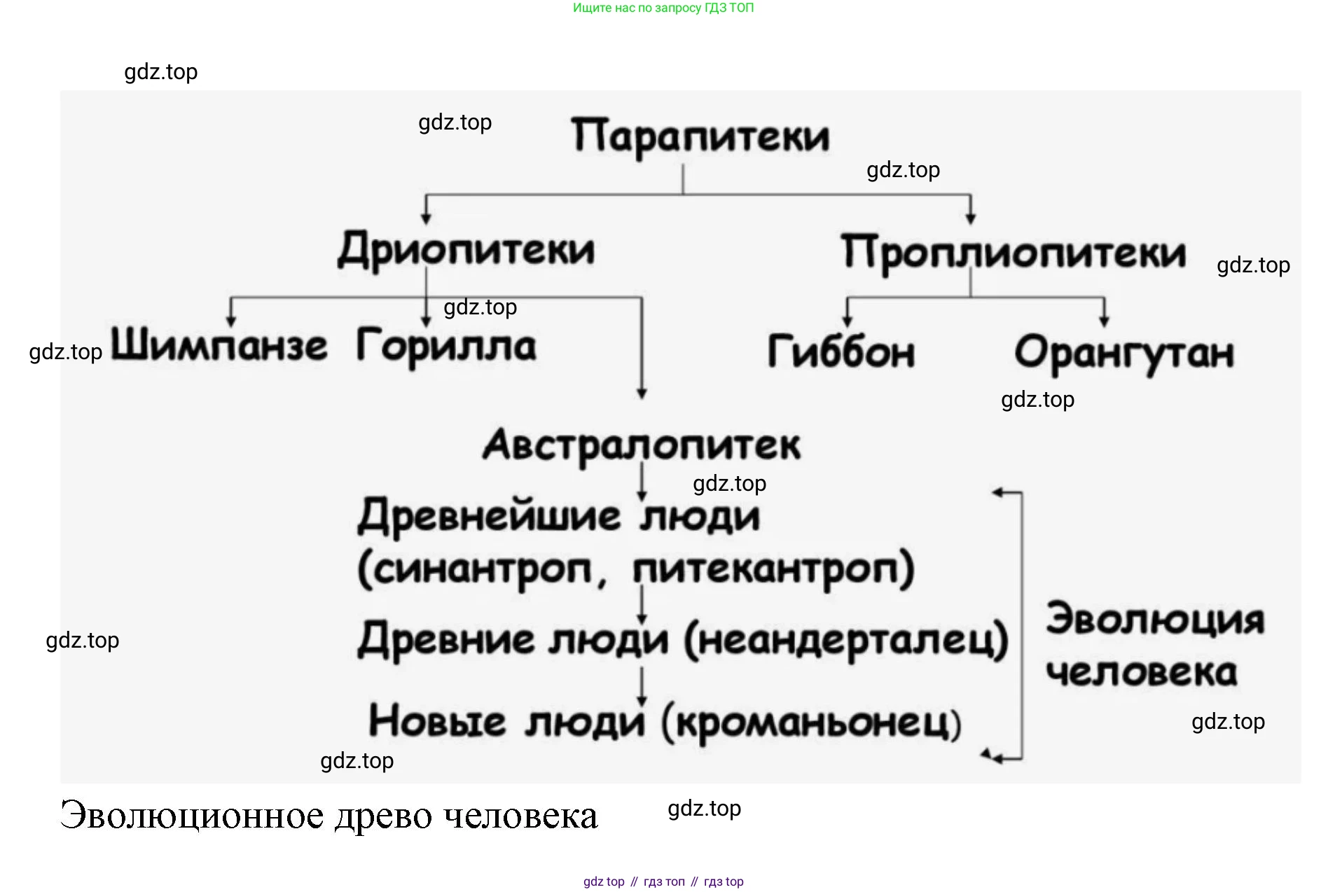 ГДЗ Биология, 9 класс Учебник, авторы: Колесов Дмитрий Васильевич, Маш Реми Давидович, Беляев Иван Николаевич, издательство Просвещение, Москва, 2021, белого цвета, страница 32, номер 2, Решение (продолжение 2)