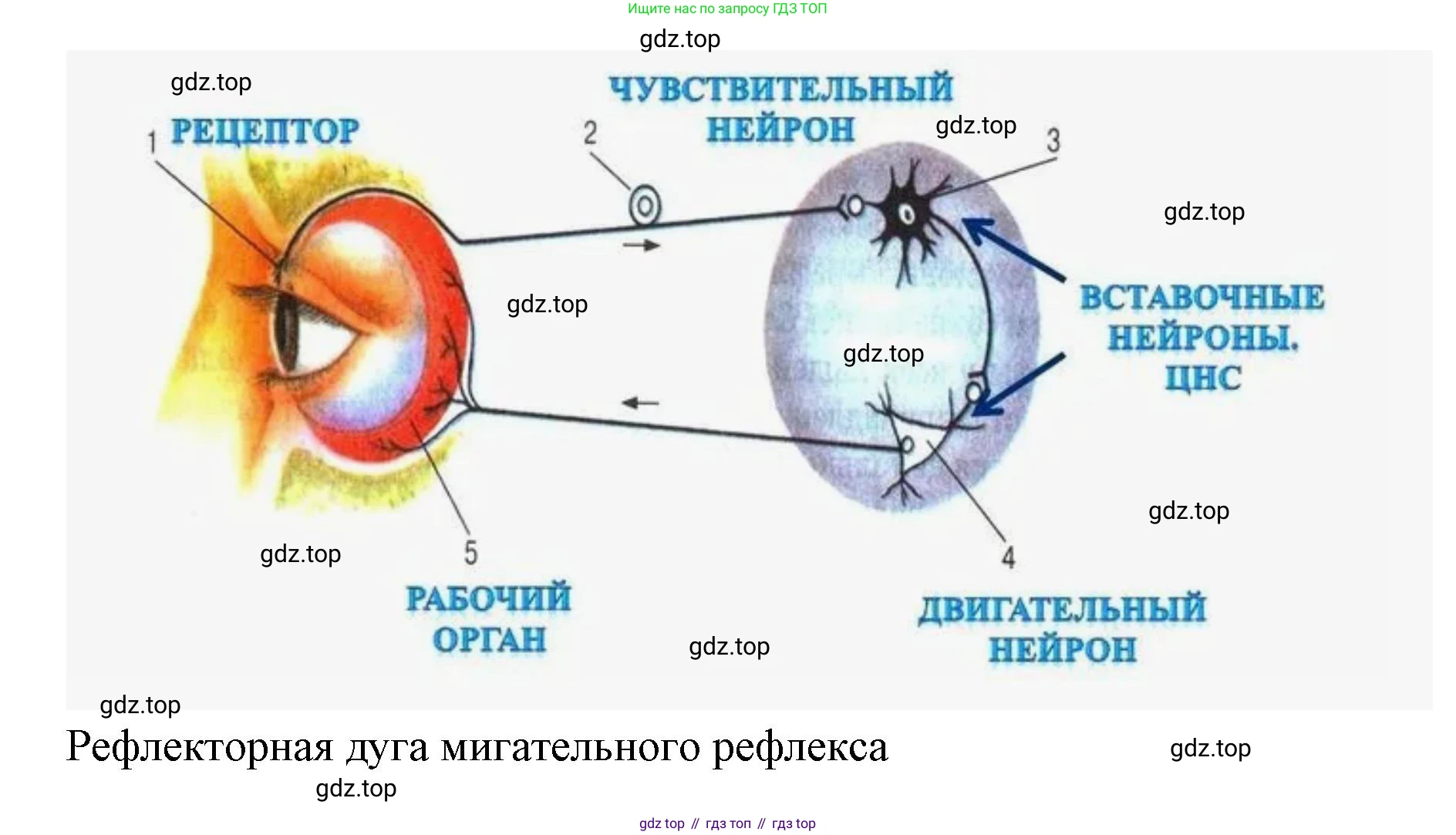 ГДЗ Биология, 9 класс Учебник, авторы: Колесов Дмитрий Васильевич, Маш Реми Давидович, Беляев Иван Николаевич, издательство Просвещение, Москва, 2021, белого цвета, страница 60, номер 1, Решение (продолжение 2)