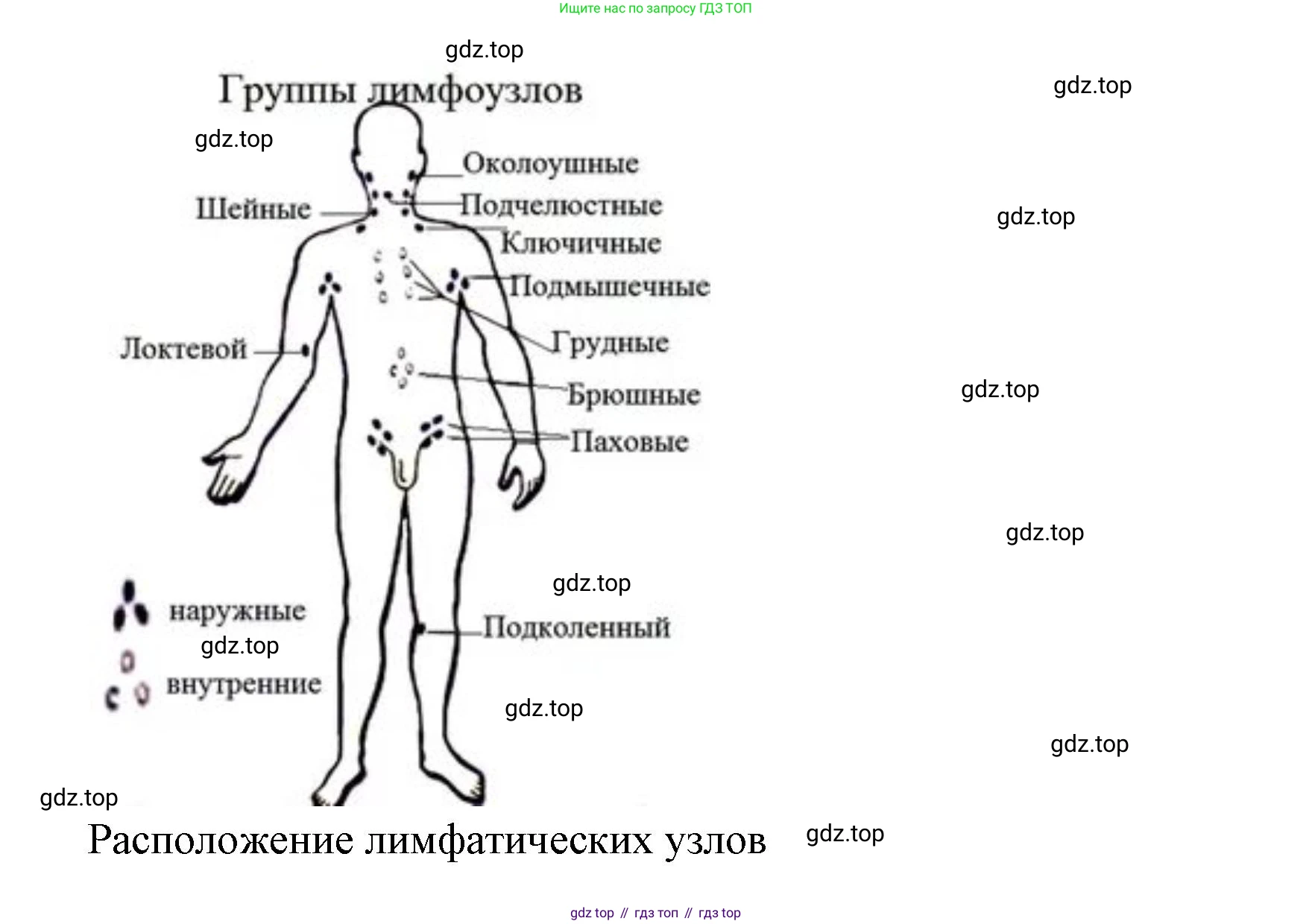 ГДЗ Биология, 9 класс Учебник, авторы: Колесов Дмитрий Васильевич, Маш Реми Давидович, Беляев Иван Николаевич, издательство Просвещение, Москва, 2021, белого цвета, страница 115, номер 4, Решение (продолжение 2)