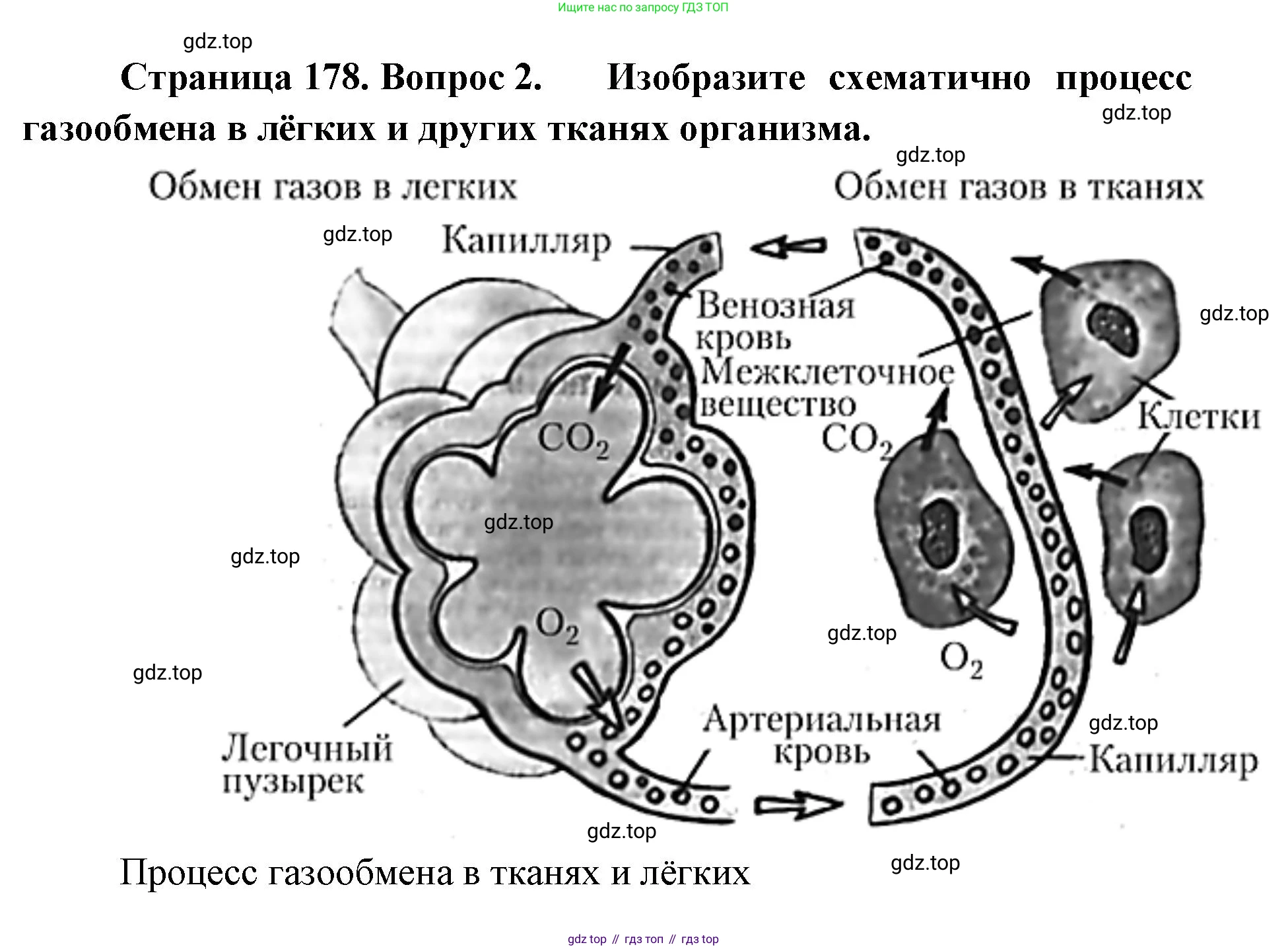 ГДЗ Биология, 9 класс Учебник, авторы: Колесов Дмитрий Васильевич, Маш Реми Давидович, Беляев Иван Николаевич, издательство Просвещение, Москва, 2021, белого цвета, страница 178, номер 2, Решение