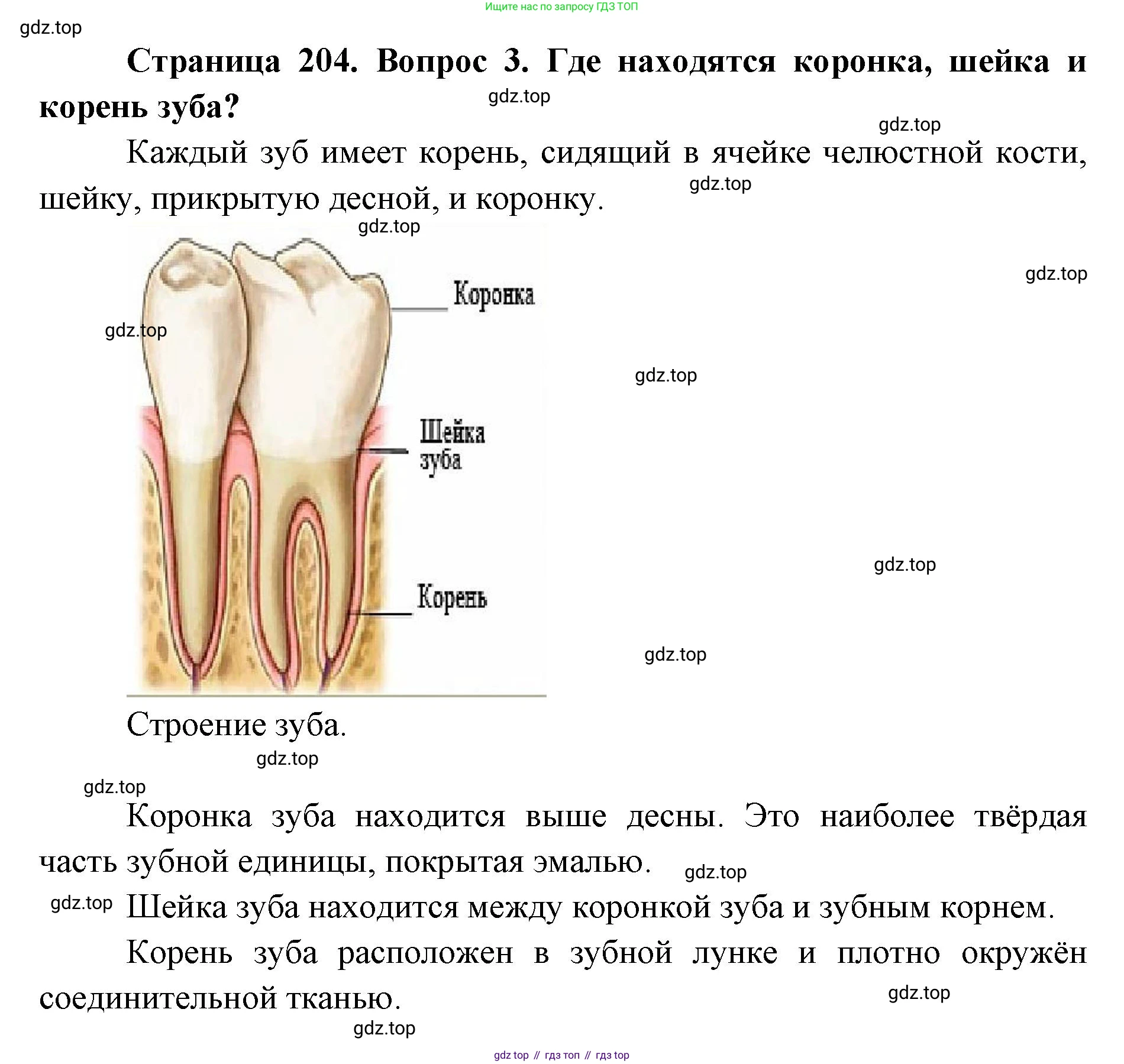 ГДЗ Биология, 9 класс Учебник, авторы: Колесов Дмитрий Васильевич, Маш Реми Давидович, Беляев Иван Николаевич, издательство Просвещение, Москва, 2021, белого цвета, страница 204, номер 3, Решение