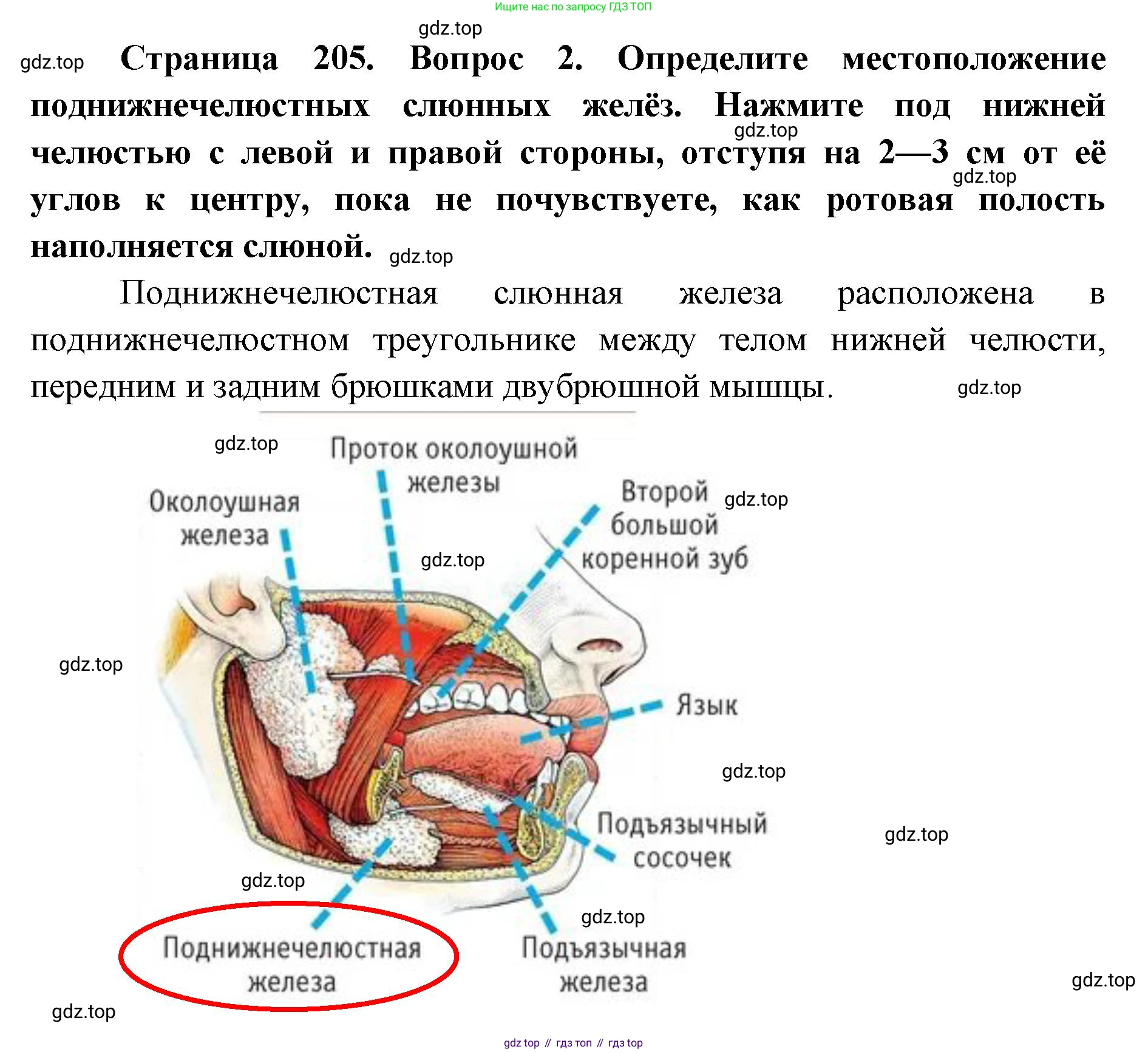 ГДЗ Биология, 9 класс Учебник, авторы: Колесов Дмитрий Васильевич, Маш Реми Давидович, Беляев Иван Николаевич, издательство Просвещение, Москва, 2021, белого цвета, страница 205, номер 2, Решение