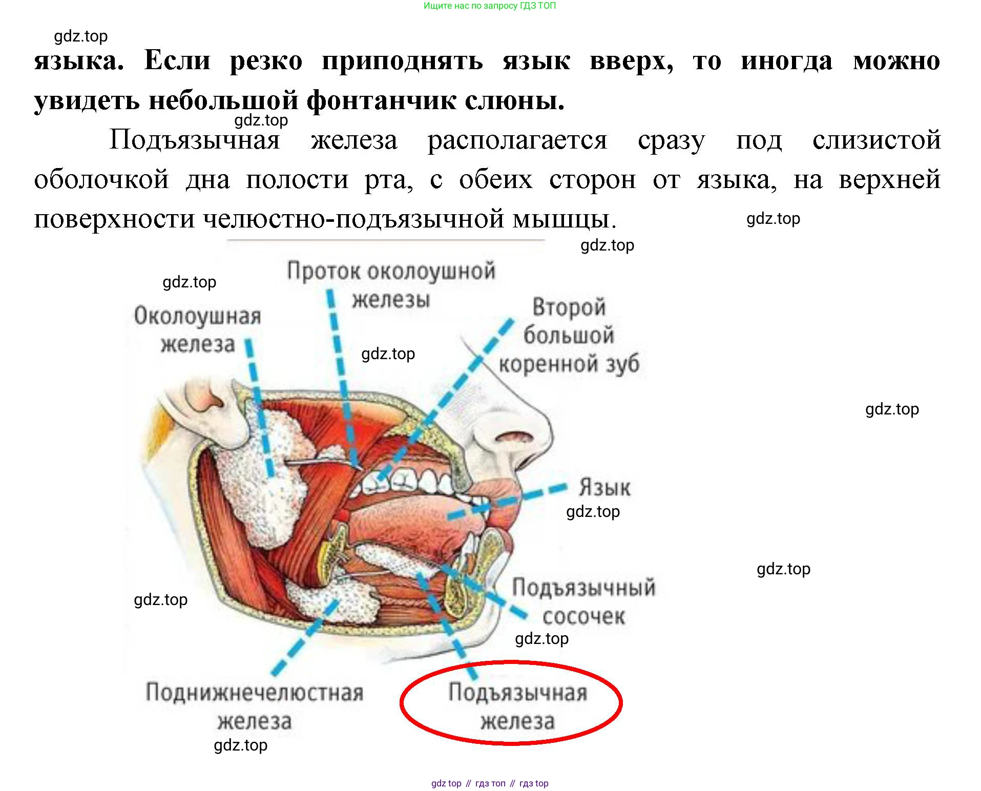 ГДЗ Биология, 9 класс Учебник, авторы: Колесов Дмитрий Васильевич, Маш Реми Давидович, Беляев Иван Николаевич, издательство Просвещение, Москва, 2021, белого цвета, страница 205, номер 3, Решение (продолжение 2)
