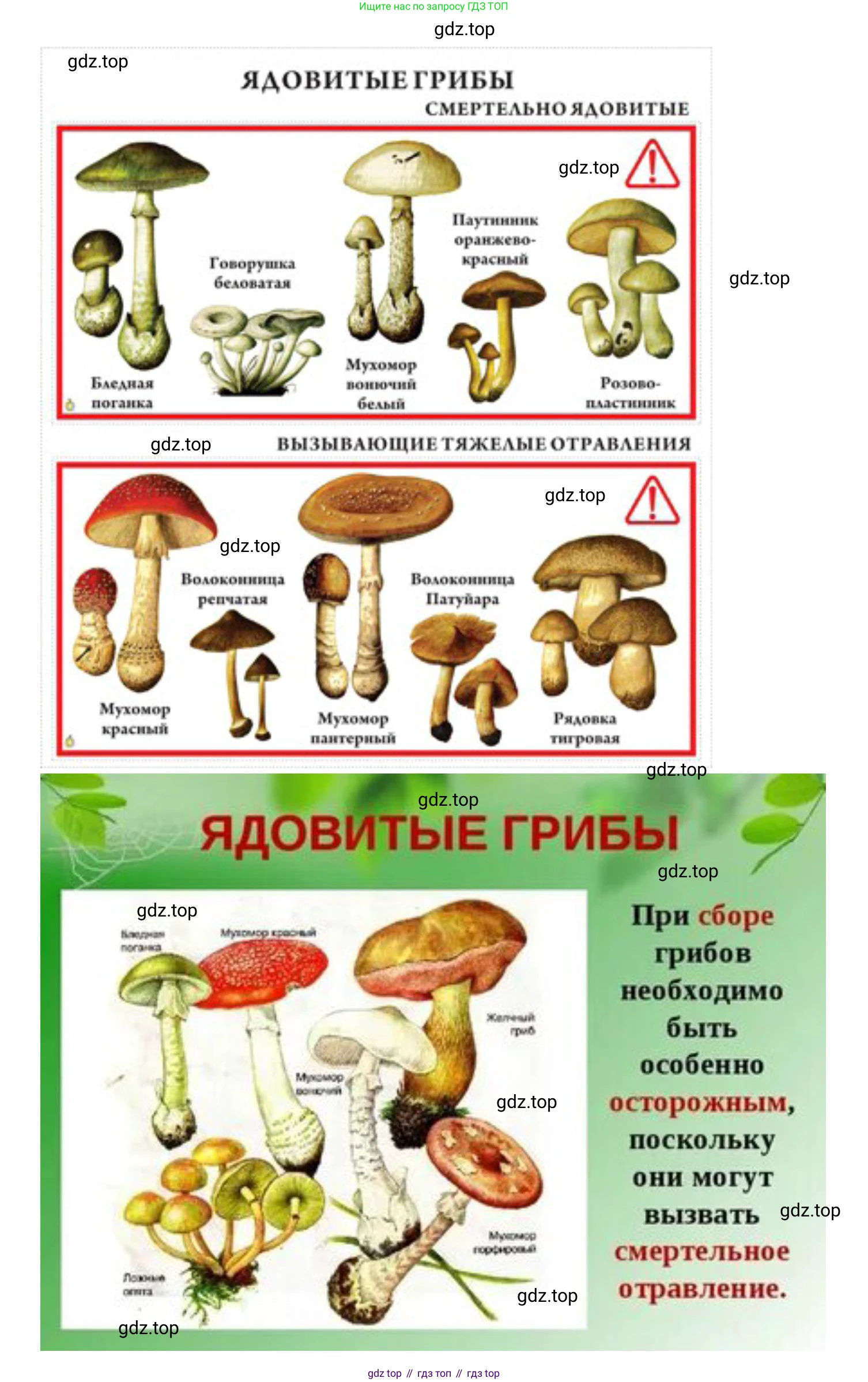 ГДЗ Биология, 9 класс Учебник, авторы: Колесов Дмитрий Васильевич, Маш Реми Давидович, Беляев Иван Николаевич, издательство Просвещение, Москва, 2021, белого цвета, страница 226, номер 2, Решение (продолжение 2)