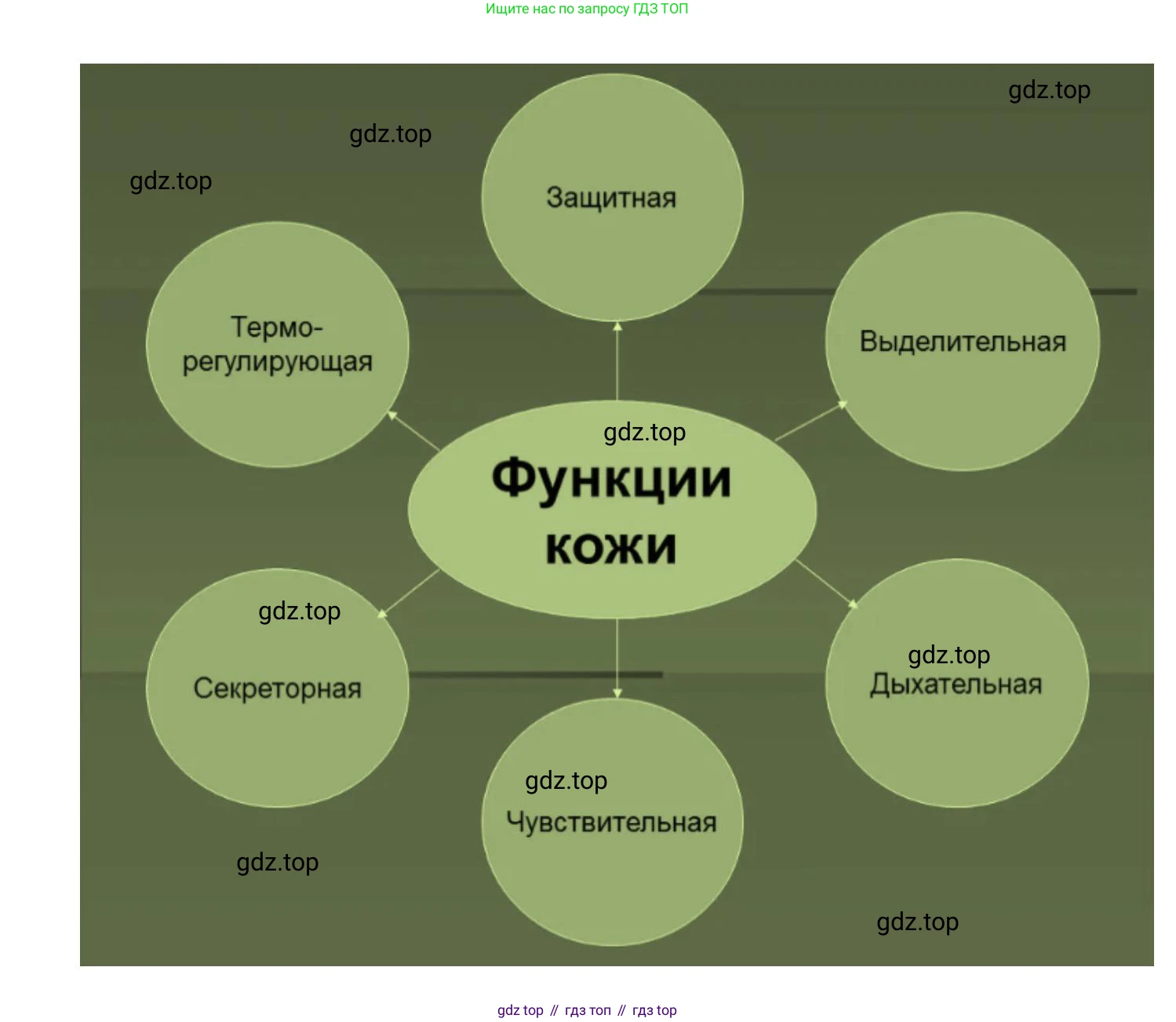 ГДЗ Биология, 9 класс Учебник, авторы: Колесов Дмитрий Васильевич, Маш Реми Давидович, Беляев Иван Николаевич, издательство Просвещение, Москва, 2021, белого цвета, страница 255, номер 5, Решение (продолжение 2)