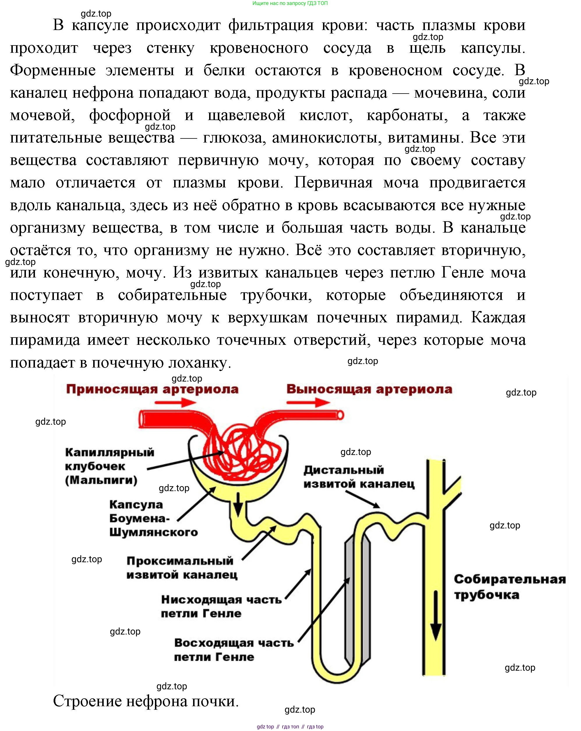 ГДЗ Биология, 9 класс Учебник, авторы: Колесов Дмитрий Васильевич, Маш Реми Давидович, Беляев Иван Николаевич, издательство Просвещение, Москва, 2021, белого цвета, страница 267, номер 4, Решение (продолжение 2)