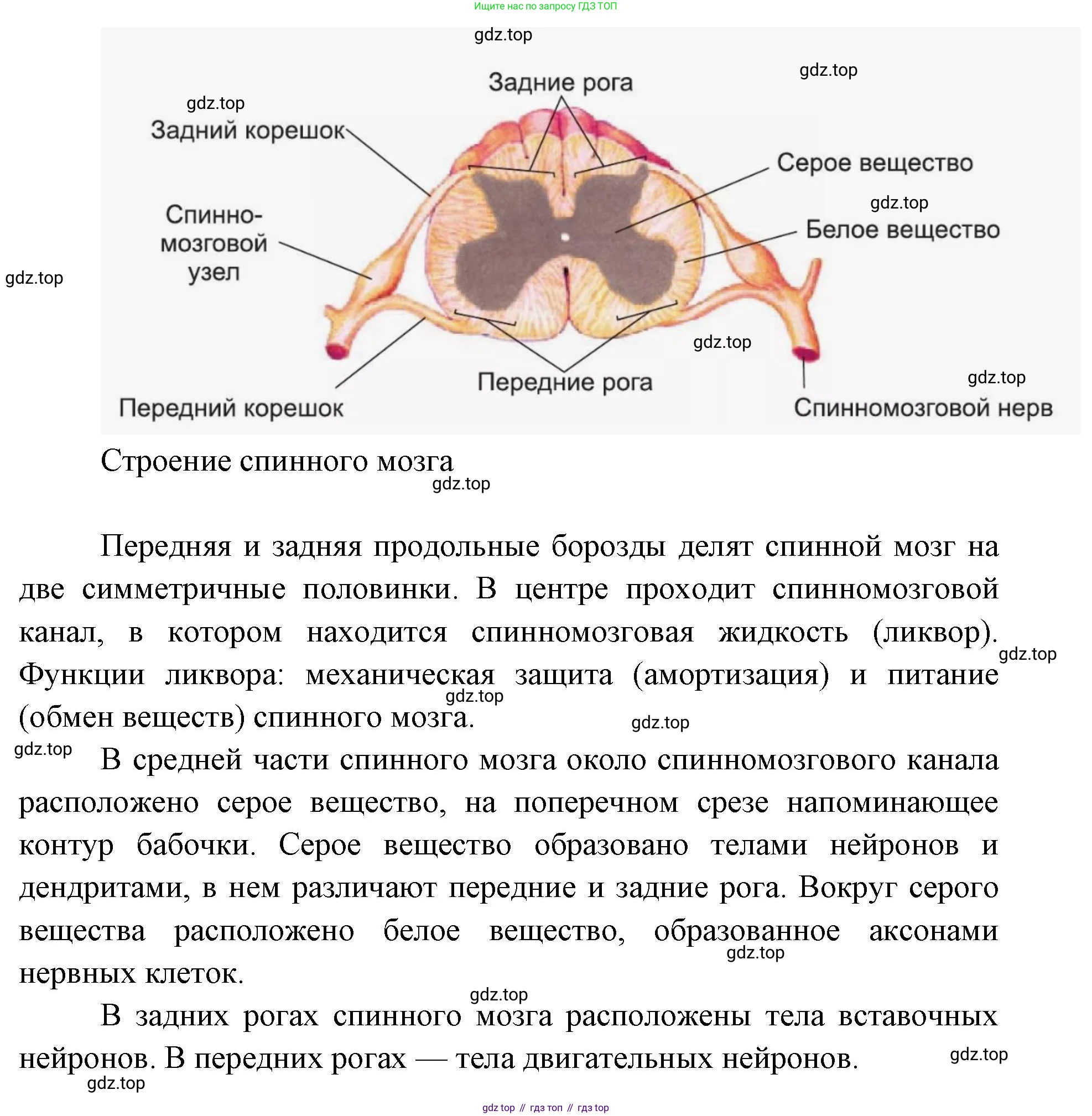 ГДЗ Биология, 9 класс Учебник, авторы: Колесов Дмитрий Васильевич, Маш Реми Давидович, Беляев Иван Николаевич, издательство Просвещение, Москва, 2021, белого цвета, страница 285, номер 1, Решение (продолжение 2)