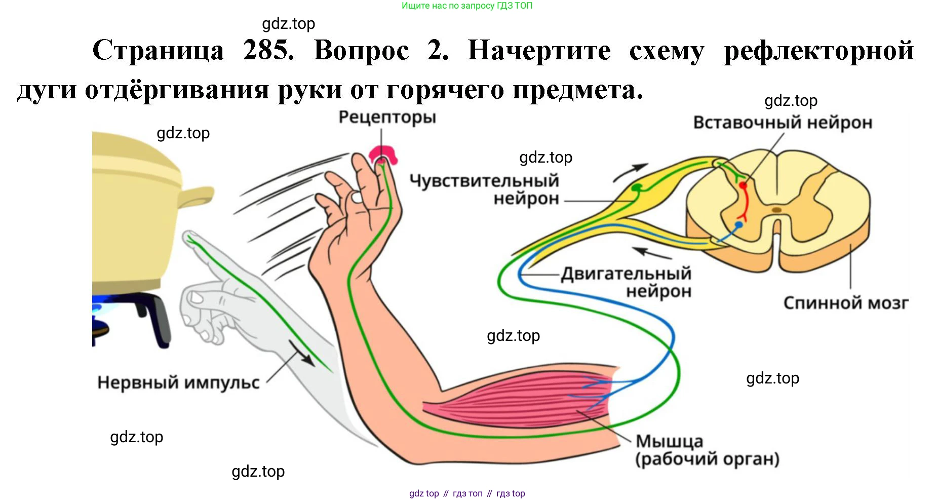 ГДЗ Биология, 9 класс Учебник, авторы: Колесов Дмитрий Васильевич, Маш Реми Давидович, Беляев Иван Николаевич, издательство Просвещение, Москва, 2021, белого цвета, страница 285, номер 2, Решение