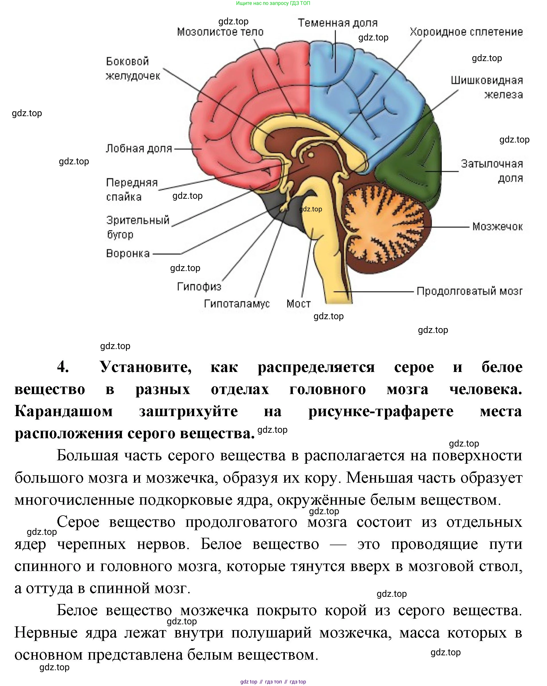 ГДЗ Биология, 9 класс Учебник, авторы: Колесов Дмитрий Васильевич, Маш Реми Давидович, Беляев Иван Николаевич, издательство Просвещение, Москва, 2021, белого цвета, страница 294, Решение (продолжение 3)