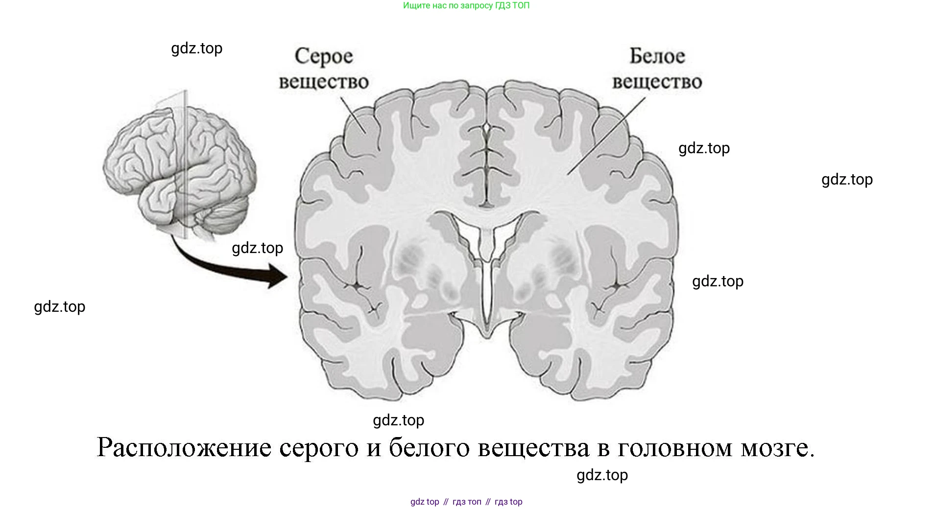 ГДЗ Биология, 9 класс Учебник, авторы: Колесов Дмитрий Васильевич, Маш Реми Давидович, Беляев Иван Николаевич, издательство Просвещение, Москва, 2021, белого цвета, страница 294, Решение (продолжение 4)