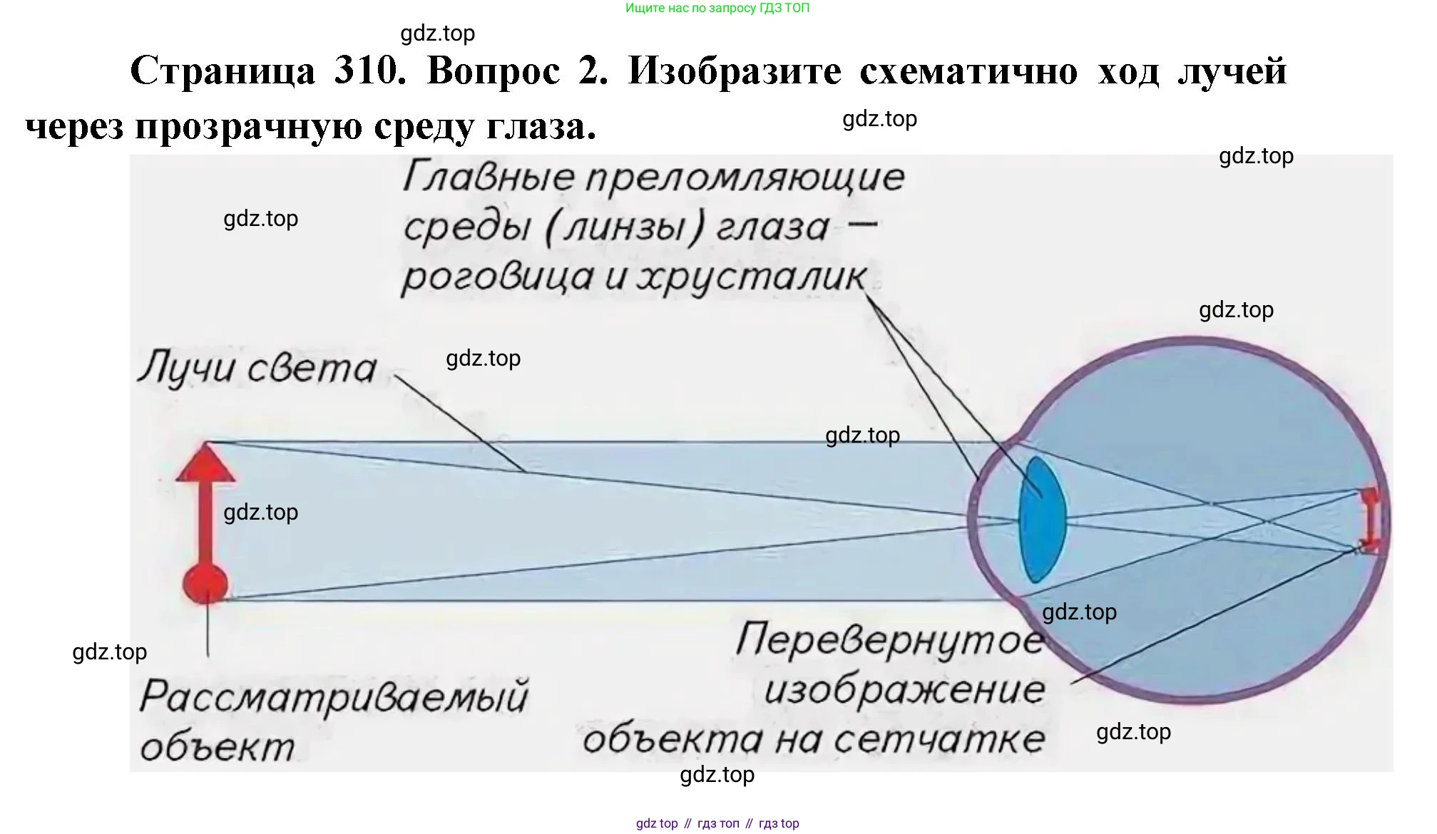 ГДЗ Биология, 9 класс Учебник, авторы: Колесов Дмитрий Васильевич, Маш Реми Давидович, Беляев Иван Николаевич, издательство Просвещение, Москва, 2021, белого цвета, страница 310, номер 2, Решение
