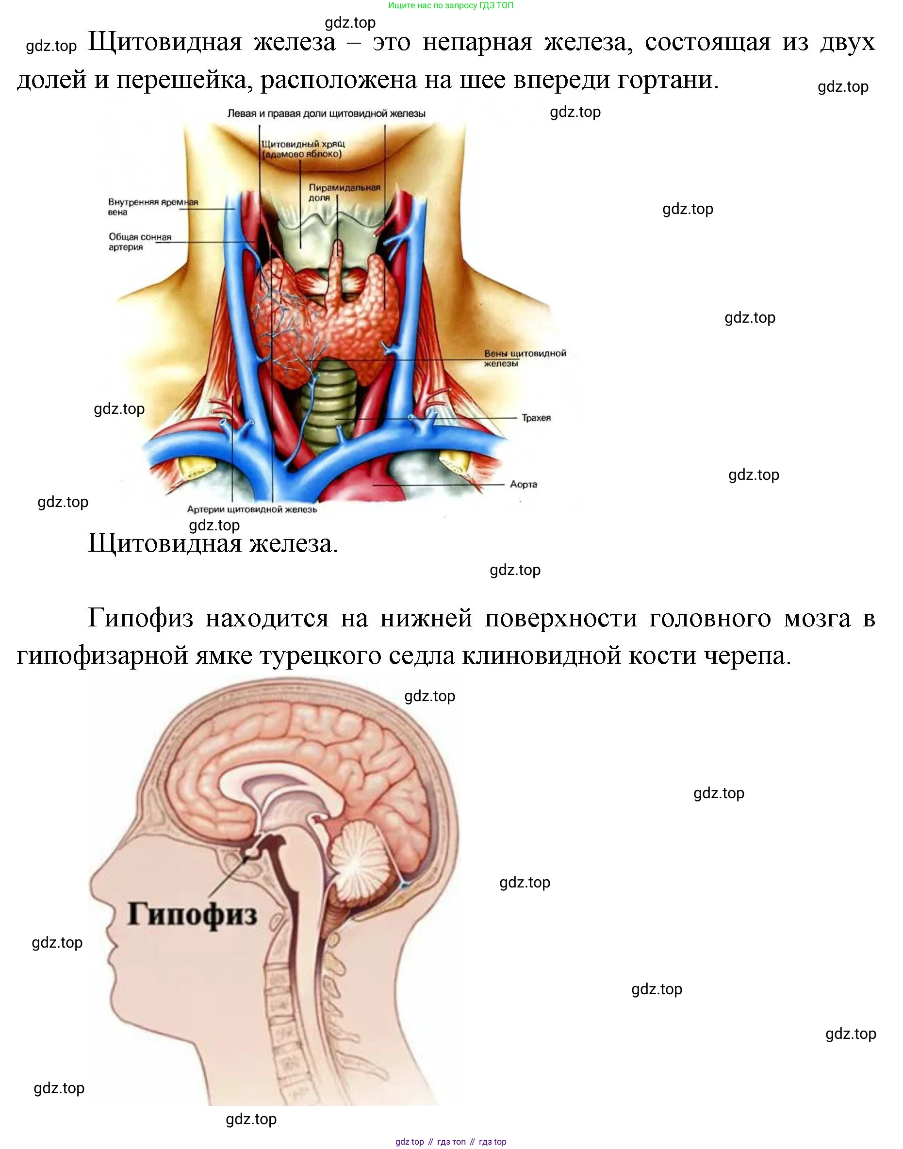 ГДЗ Биология, 9 класс Учебник, авторы: Колесов Дмитрий Васильевич, Маш Реми Давидович, Беляев Иван Николаевич, издательство Просвещение, Москва, 2021, белого цвета, страница 378, номер 1, Решение (продолжение 2)