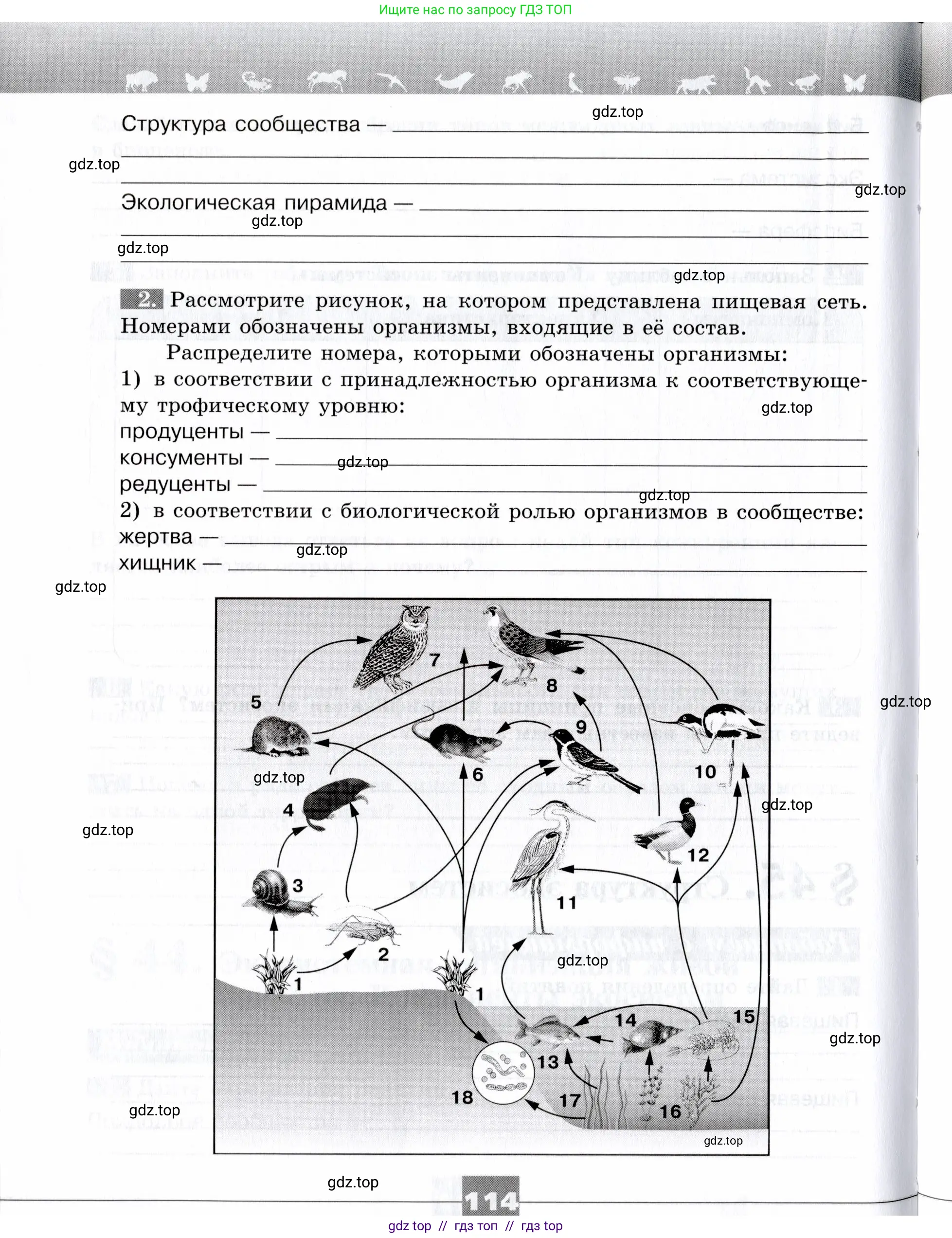 Биология, 9 класс рабочая тетрадь, авторы: Пасечник Владимир Васильевич, Швецов Глеб Геннадьевич, издательство Просвещение, Москва, 2019, страница 114