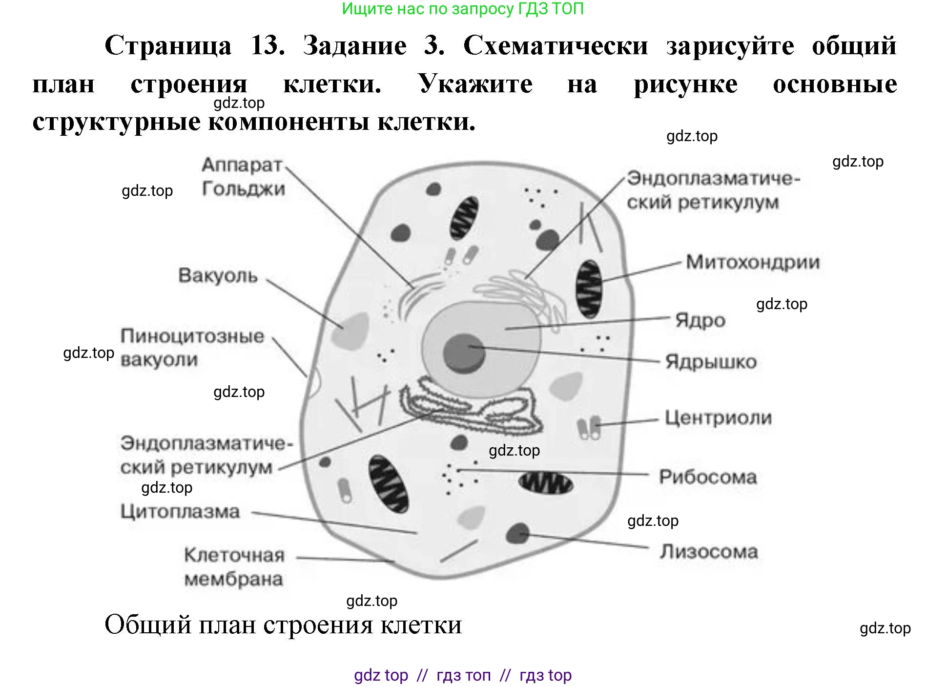 Биология, 9 класс рабочая тетрадь, авторы: Пасечник Владимир Васильевич, Швецов Глеб Геннадьевич, издательство Просвещение, Москва, 2019, страница 13, номер 3, Решение