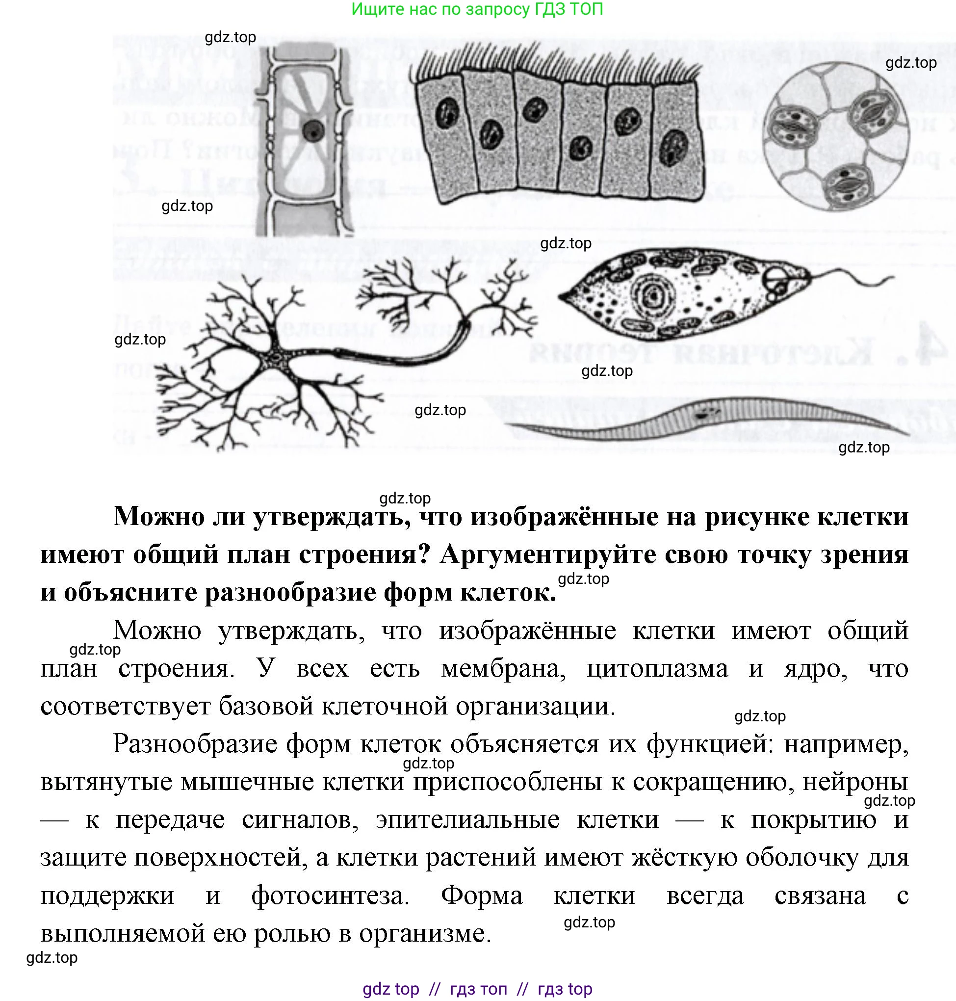 Биология, 9 класс рабочая тетрадь, авторы: Пасечник Владимир Васильевич, Швецов Глеб Геннадьевич, издательство Просвещение, Москва, 2019, страница 14, номер 4, Решение (продолжение 2)