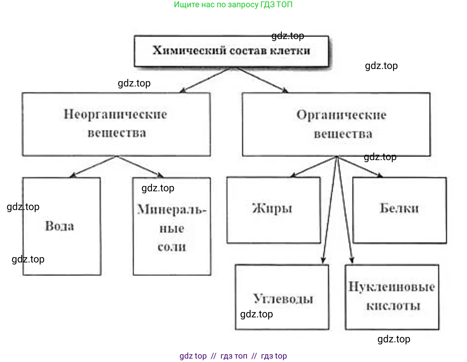 Биология, 9 класс рабочая тетрадь, авторы: Пасечник Владимир Васильевич, Швецов Глеб Геннадьевич, издательство Просвещение, Москва, 2019, страница 16, номер 4, Решение (продолжение 2)